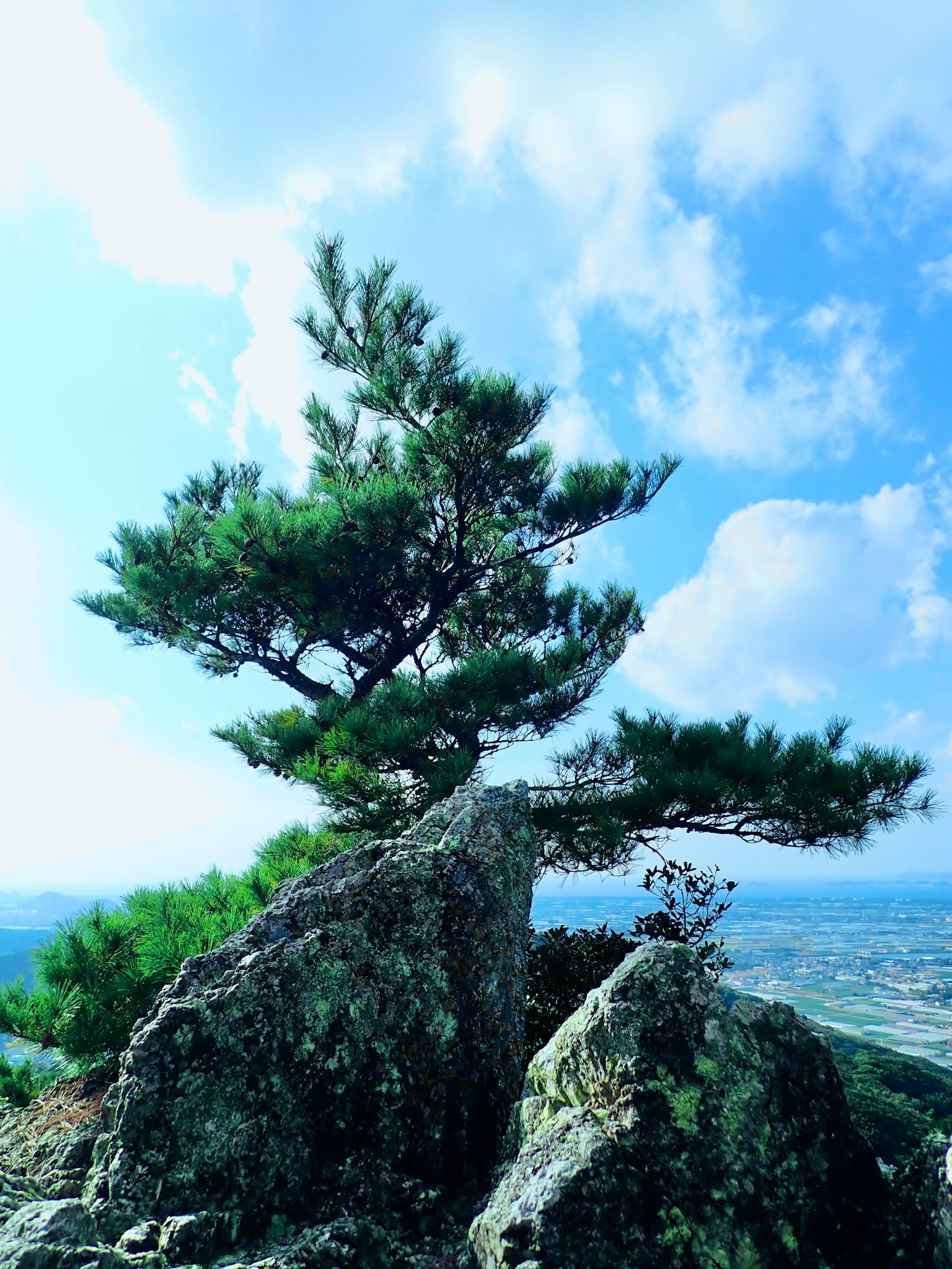 松树站在岩石上，蓝天之下