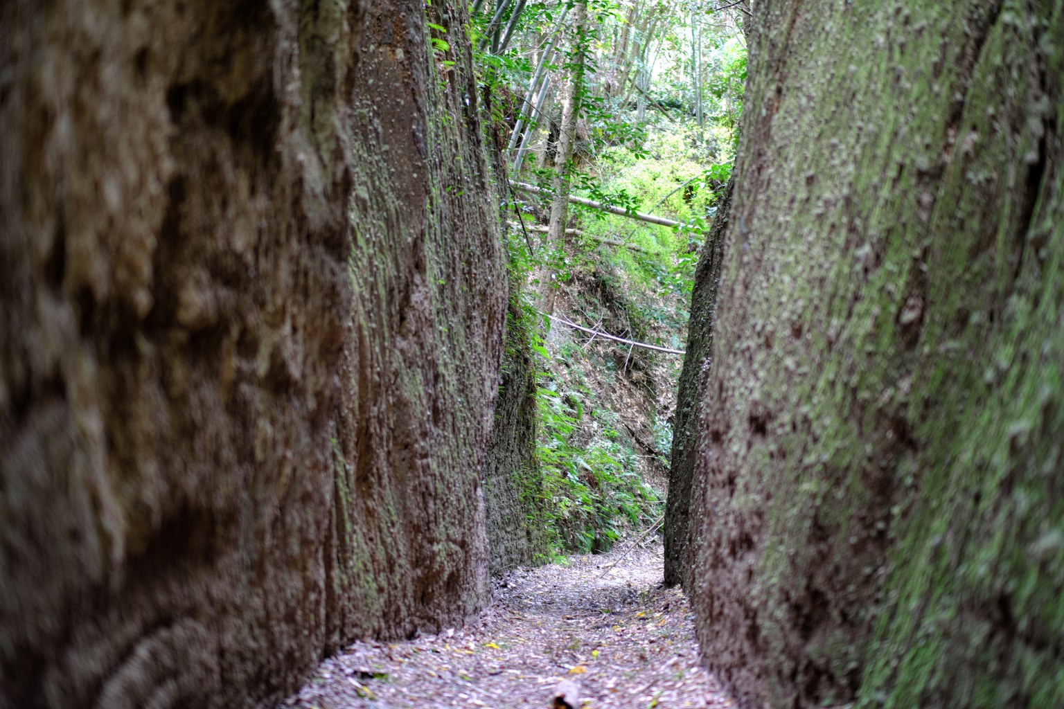 Passaggio stretto circondato da alberi verdi