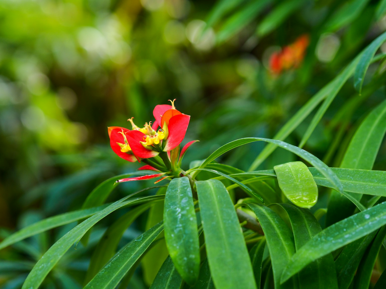 Primo piano di un fiore rosso vivace con foglie verdi