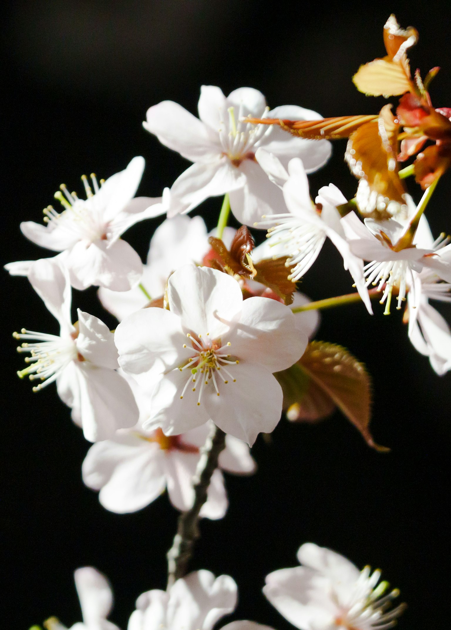 Gros plan de fleurs de cerisier blanches avec de nouvelles feuilles sur une branche