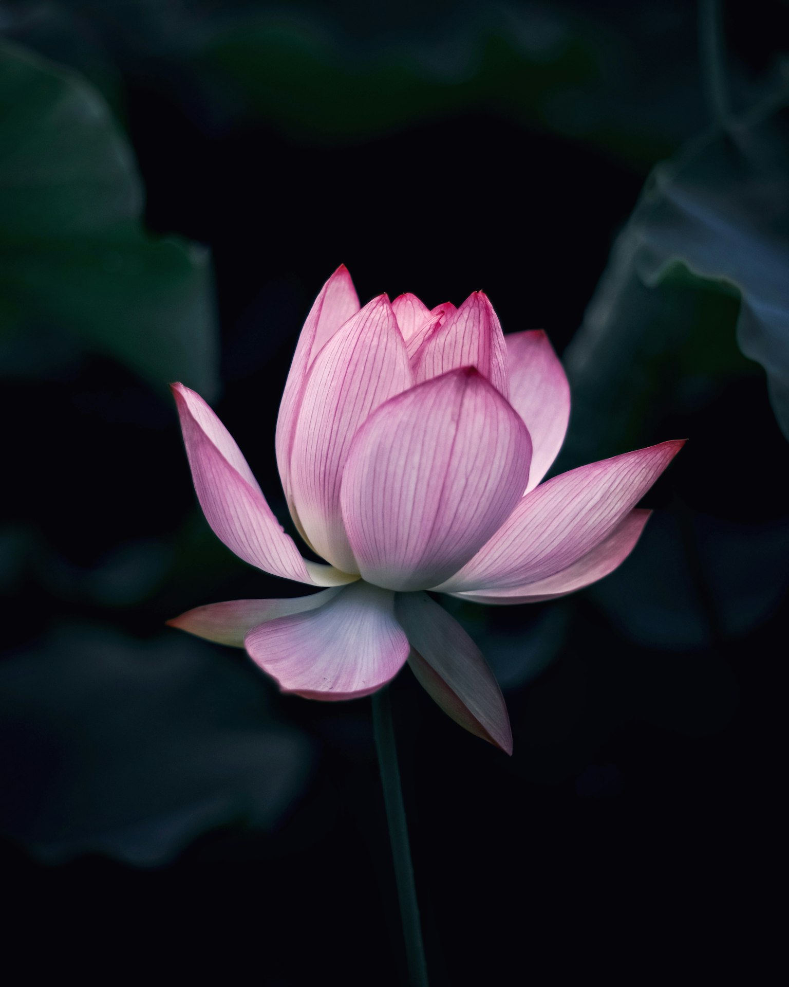 아름다운 연꽃이 어두운 배경에서 돋보인다