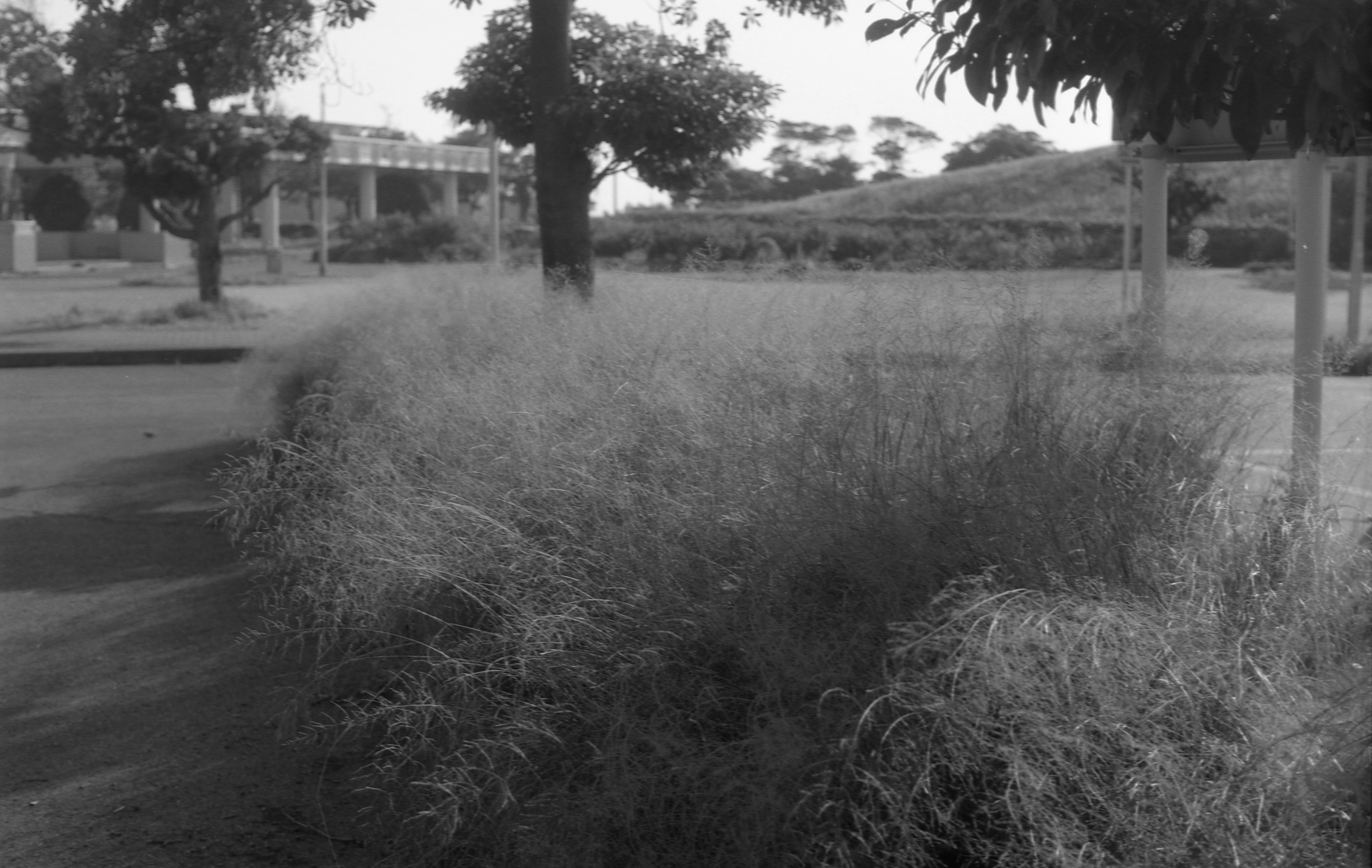 jalan taman dengan rumpun rumput dan pagar