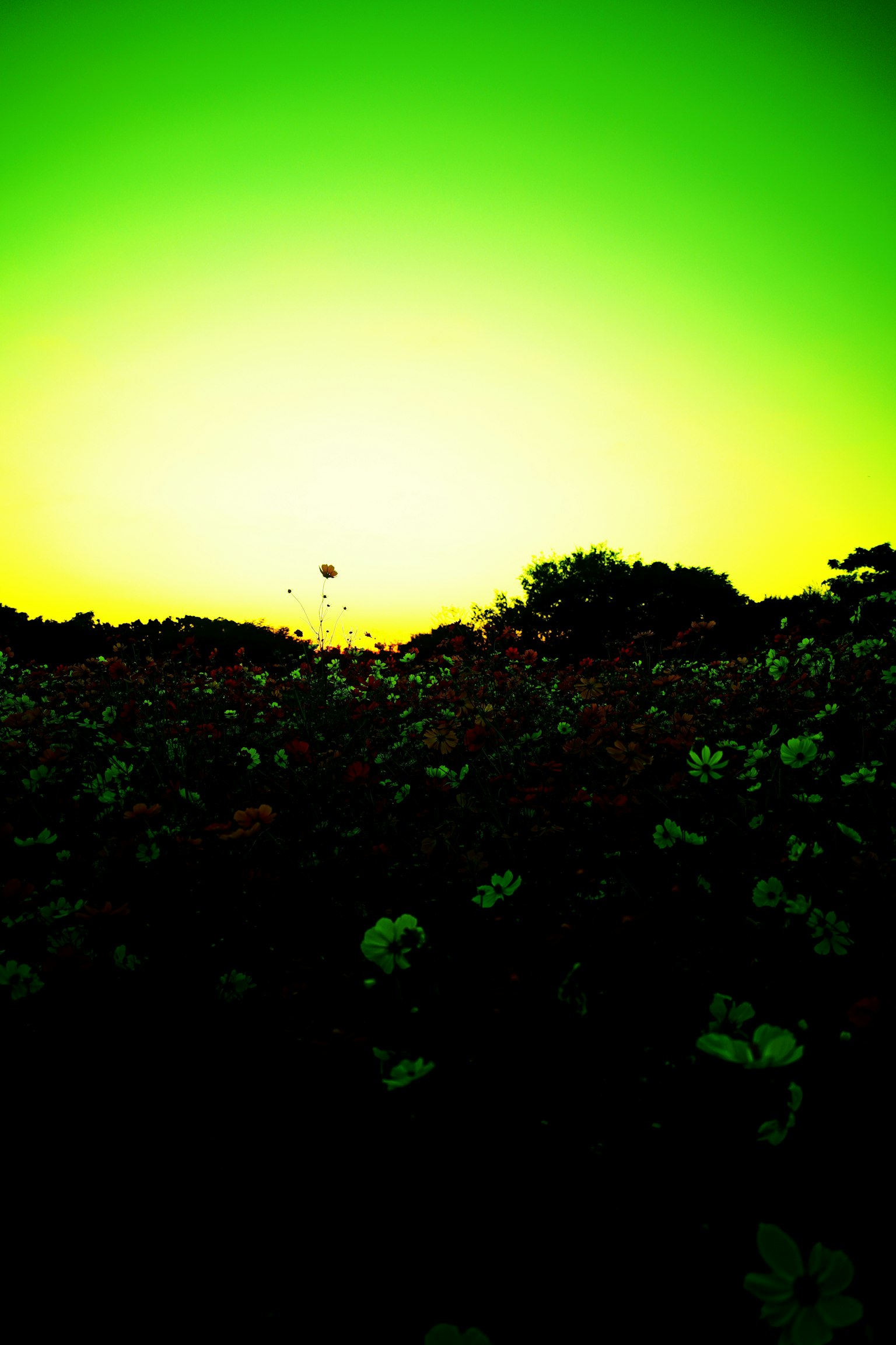 Silhouette eines Blumenfeldes vor einem grünen Himmel