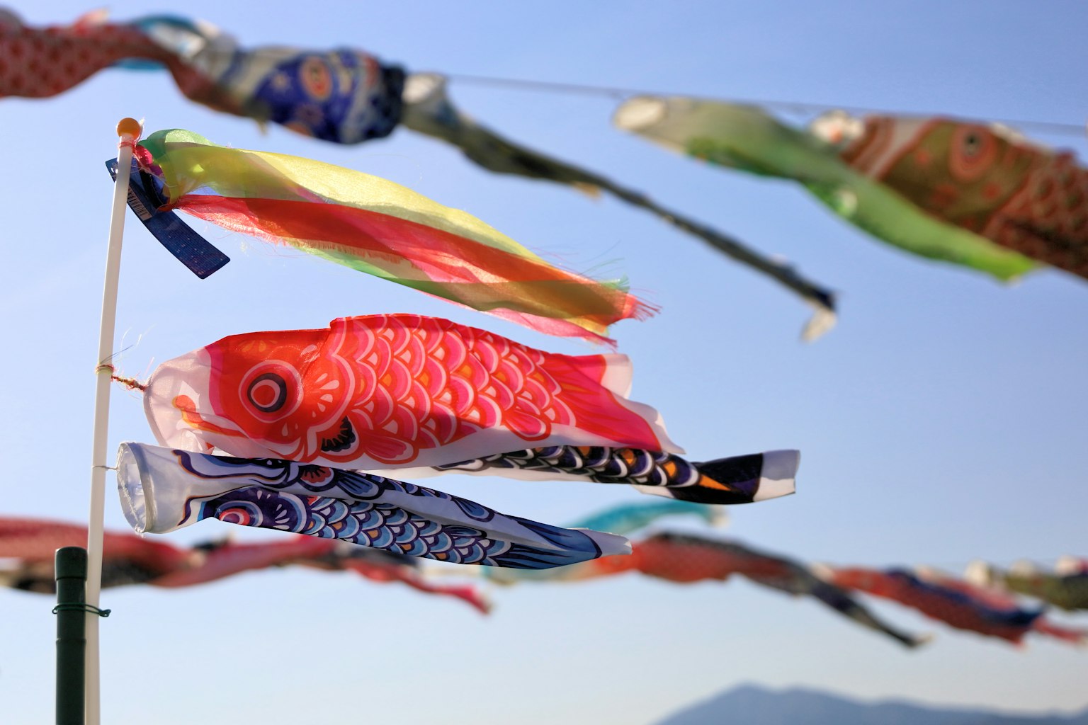 Colorate bandiere di carpe koi che sventolano nel cielo blu