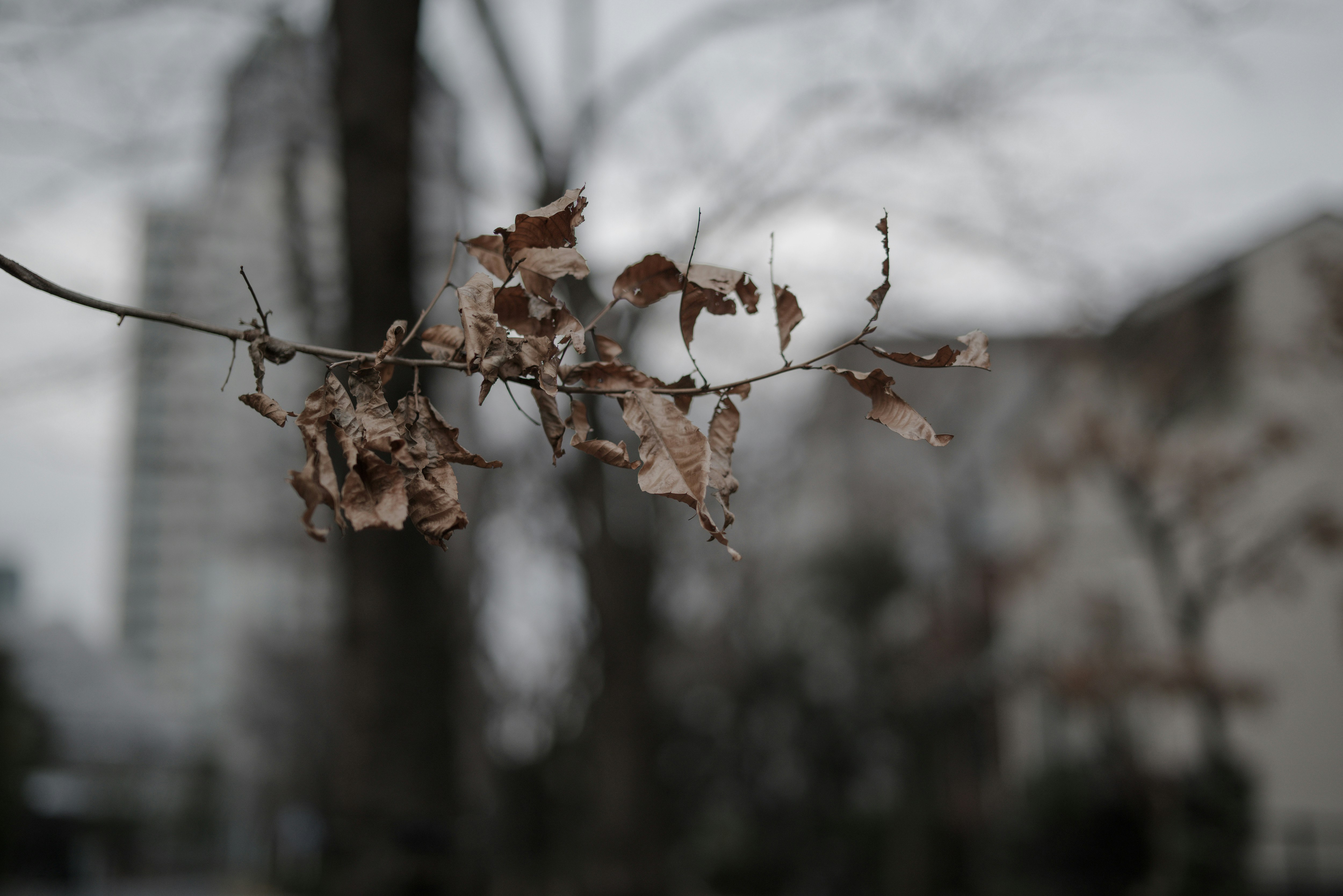 Withered leaves still clinging to branches in a winter street scene