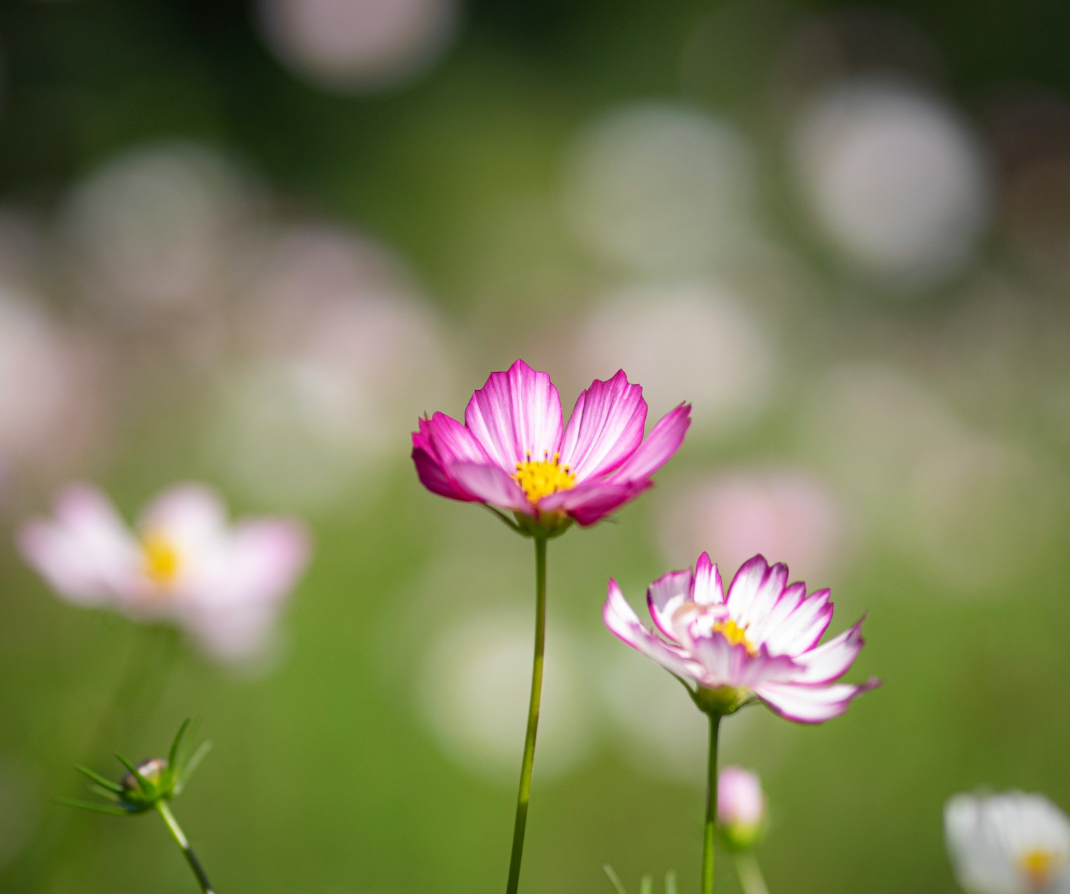 Vibrant pink and white flowers blooming in a lush green background
