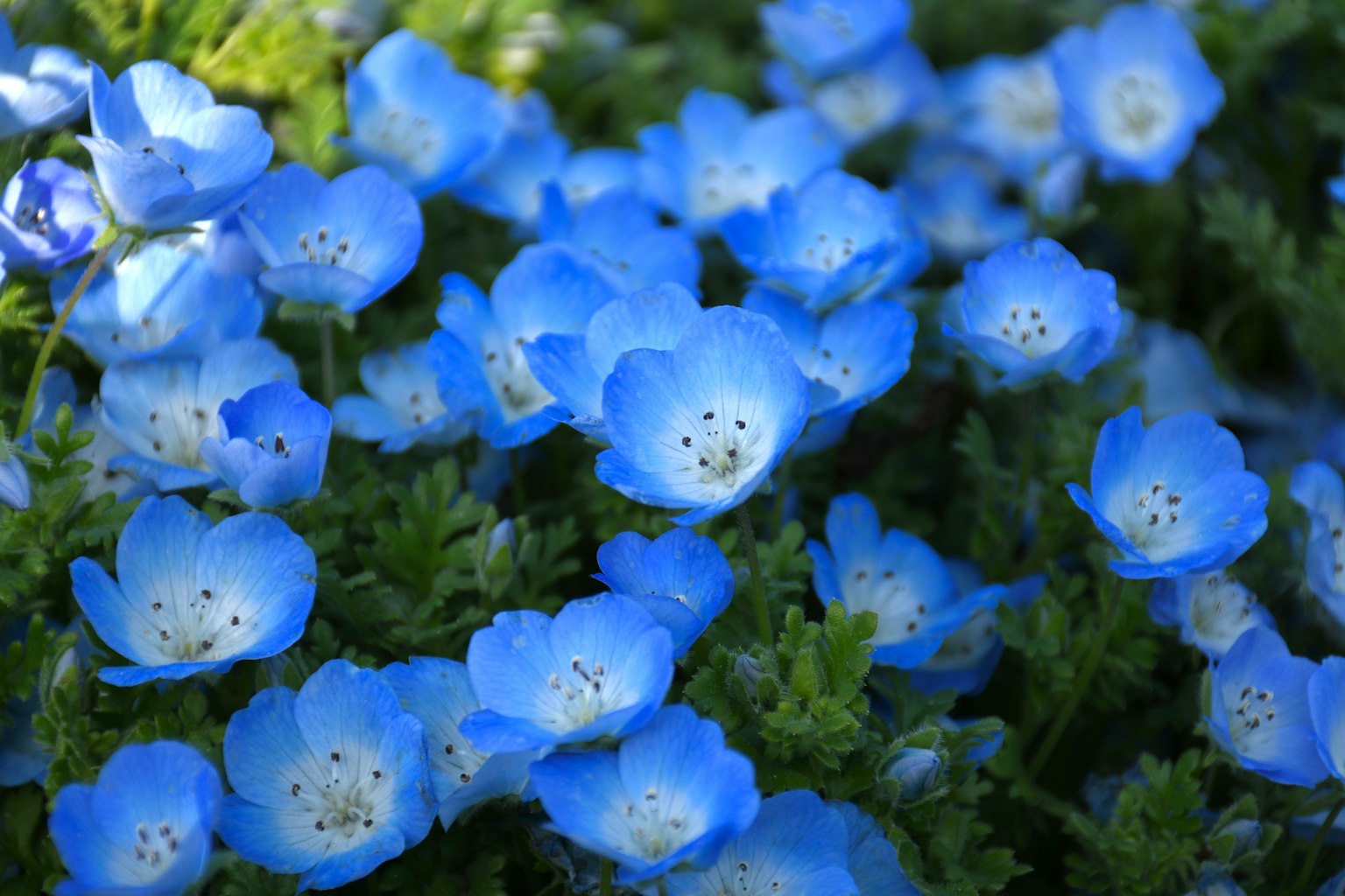 Un affichage vibrant de fleurs bleues entourées de feuilles vertes