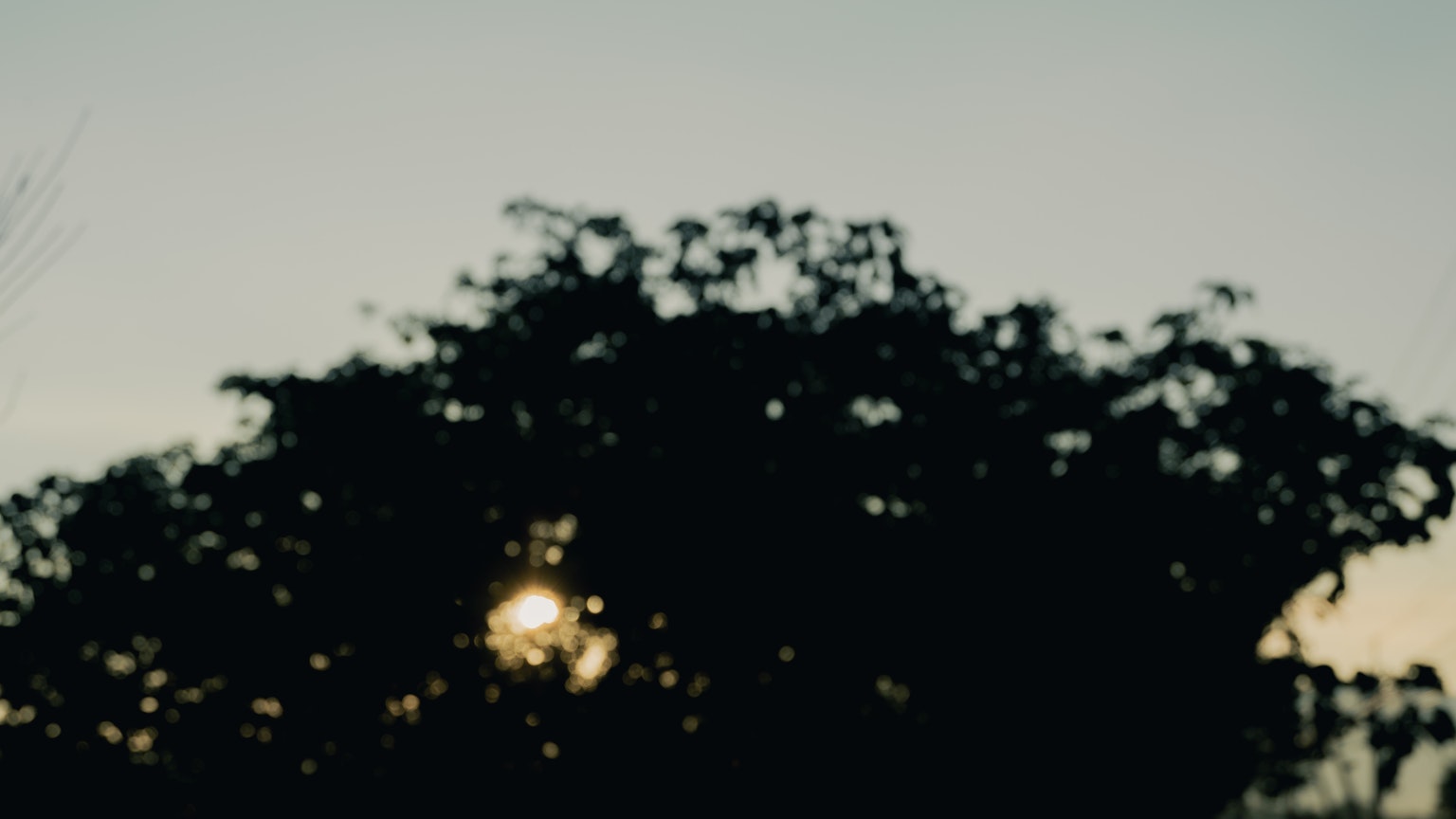 Silhouette d'un arbre avec le coucher de soleil visible à travers les branches