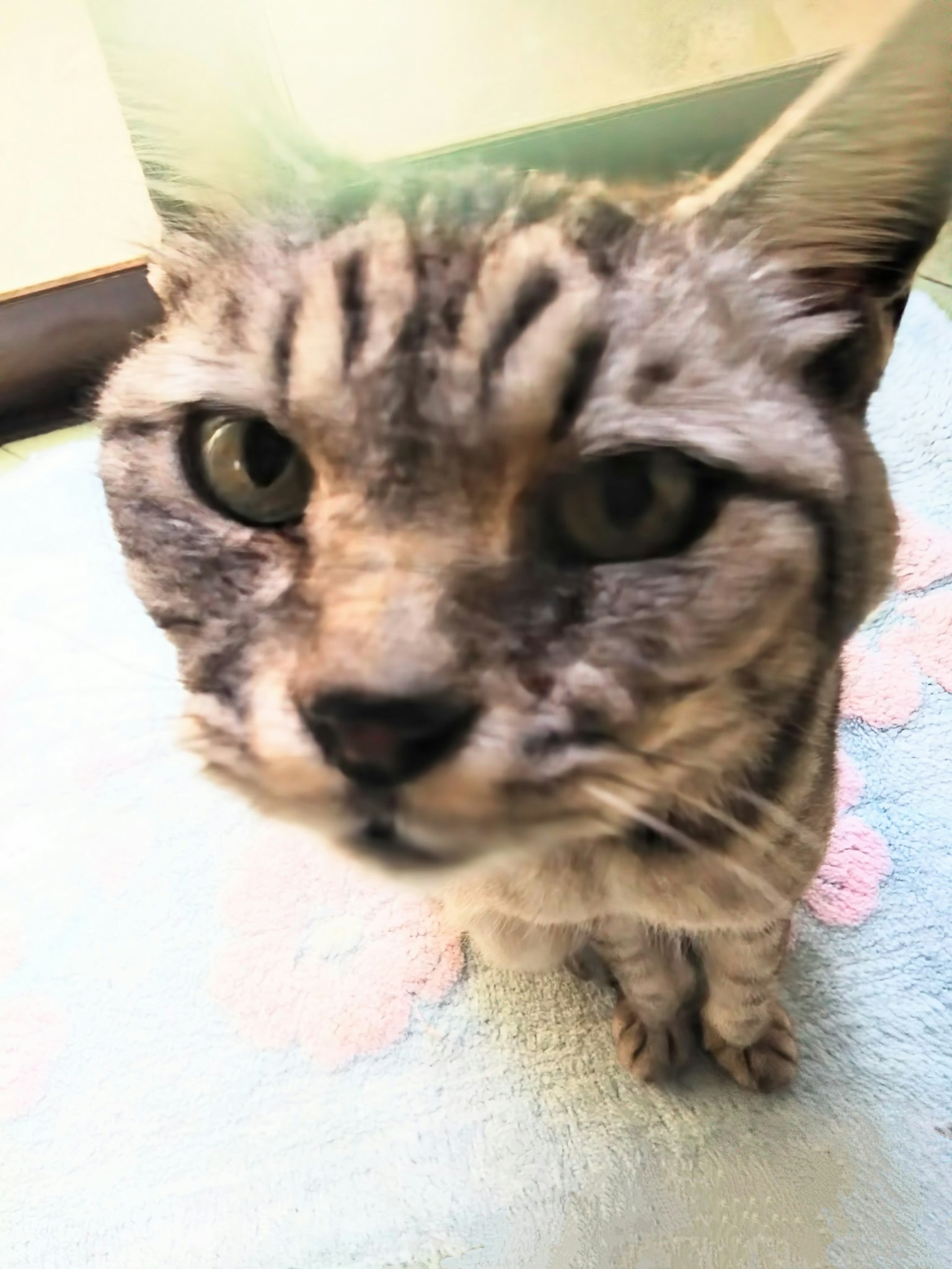Foto close-up wajah kucing dengan latar belakang biru lembut