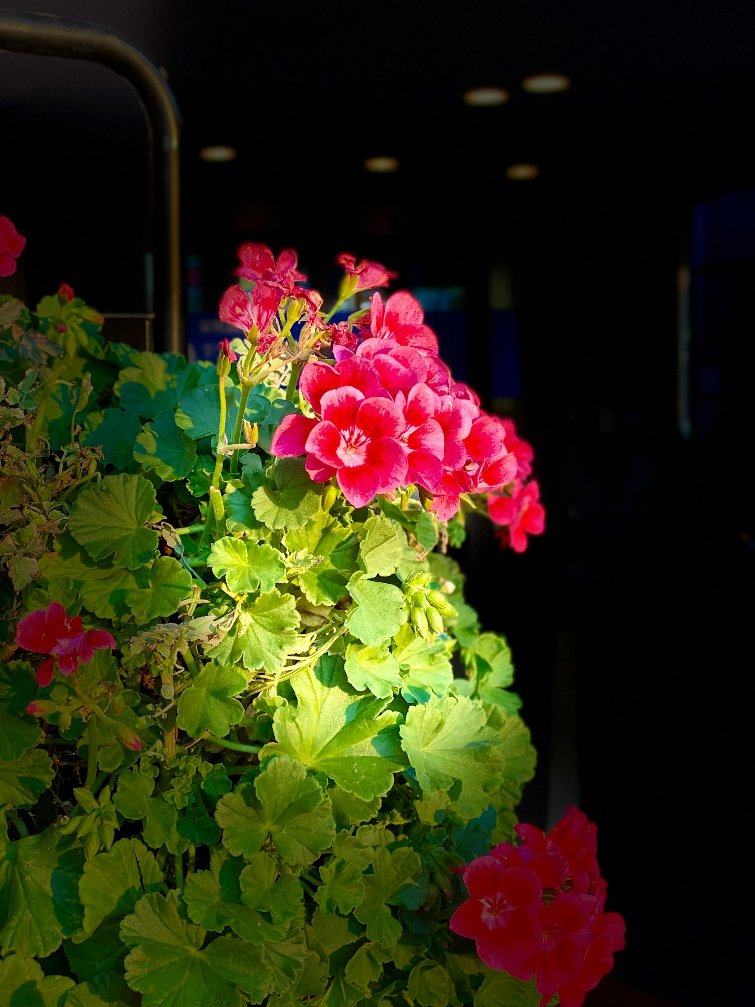 Primer plano de flores rojas floreciendo entre hojas verdes brillantes