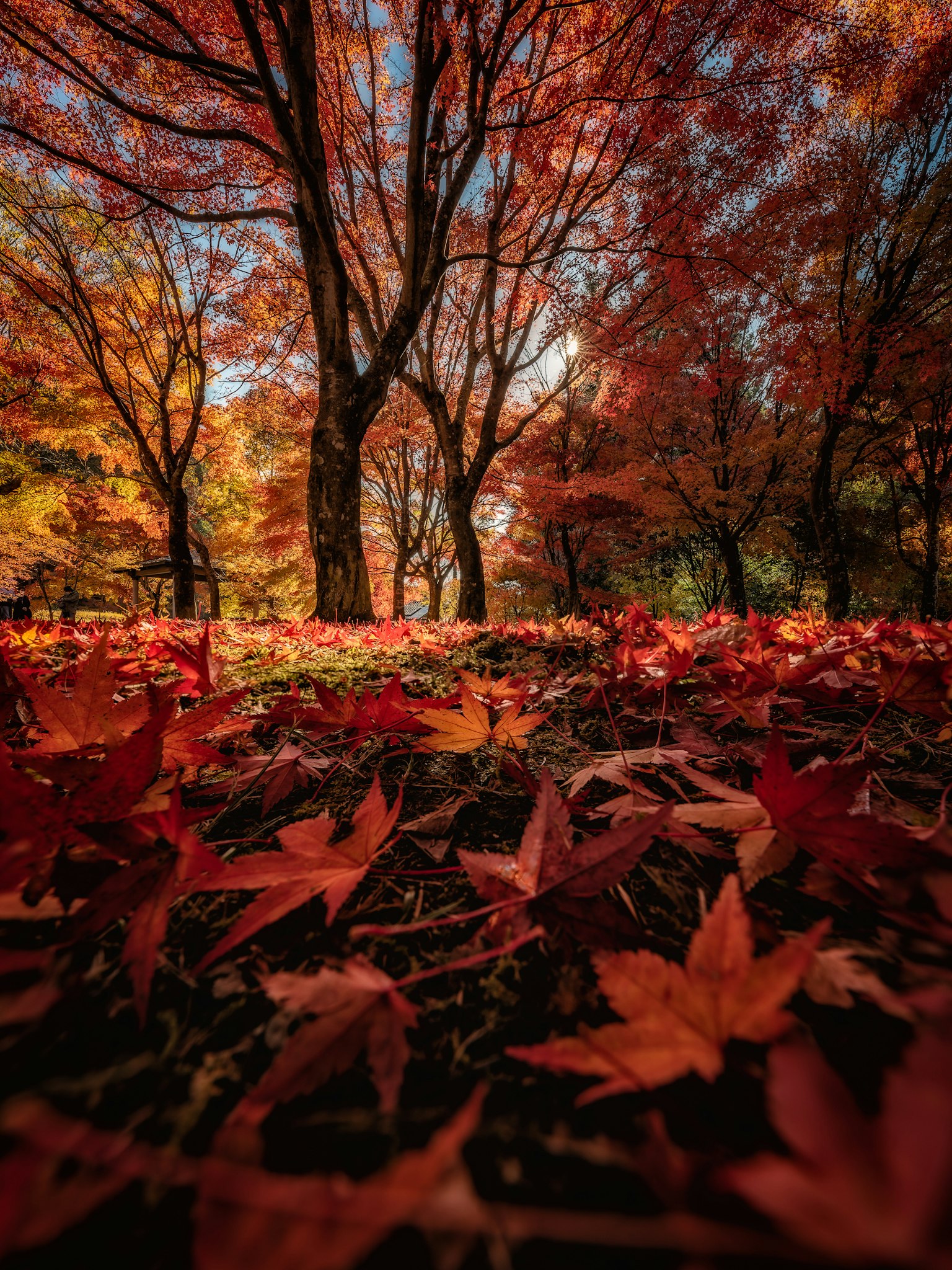 公園中的秋季景觀地面上散落著鮮豔的紅葉