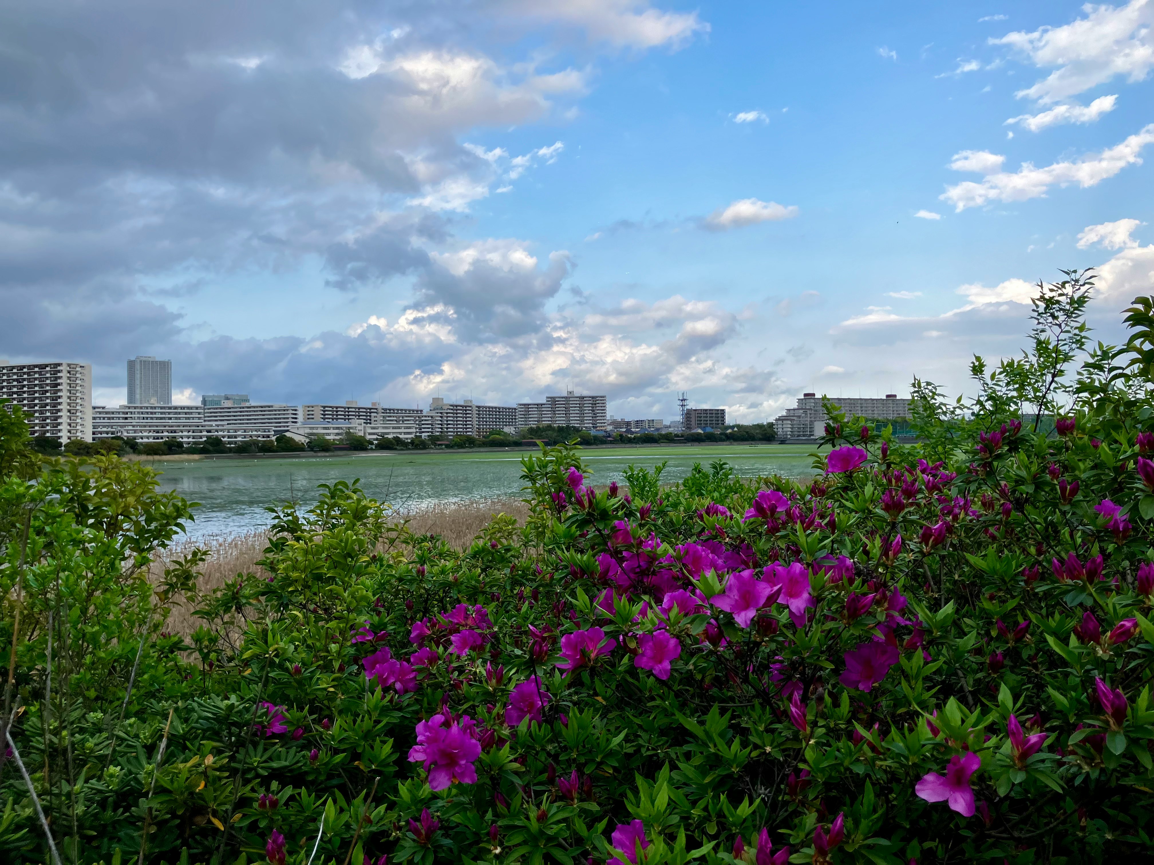 干潟とつつじの咲く青空の下の水辺風景