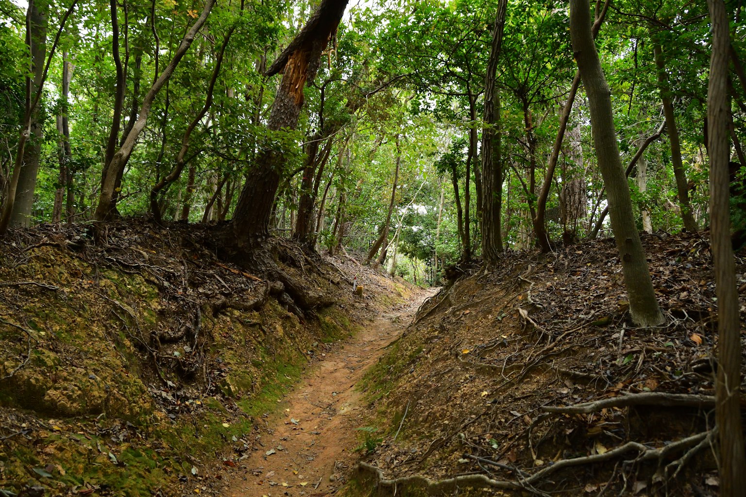 Sentiero circondato da alberi verdi rigogliosi e fogliame