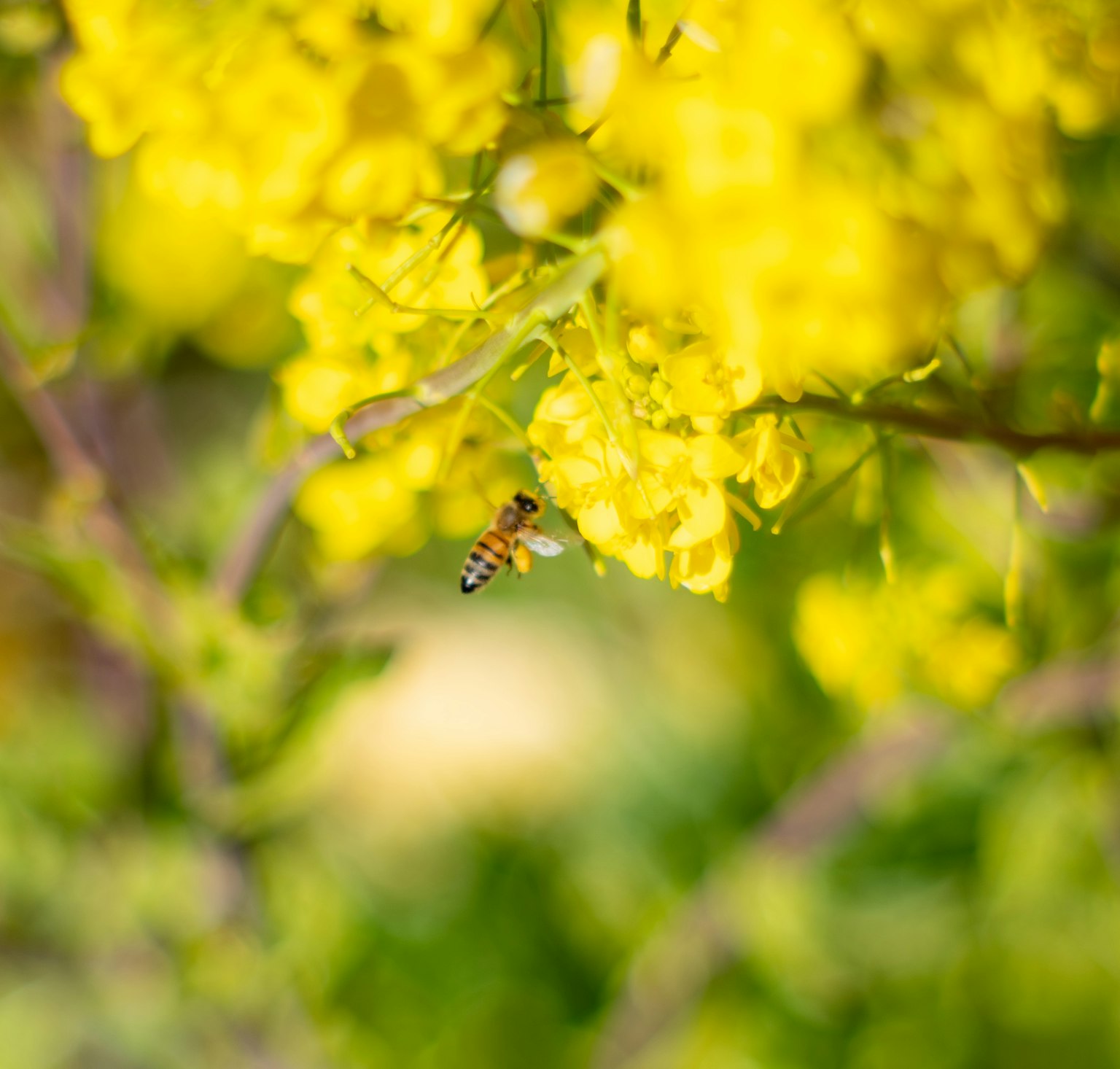 Close-up seekor lebah di atas bunga kuning cerah
