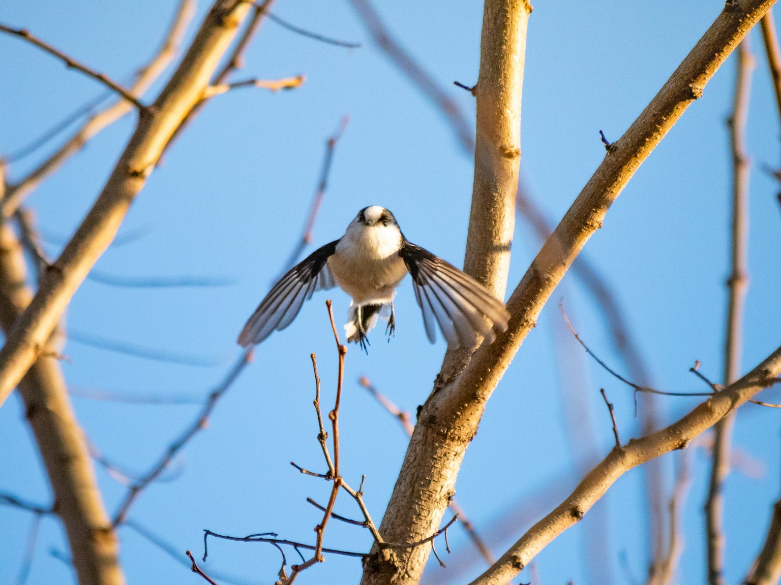 A bird preparing to take flight against a blue sky