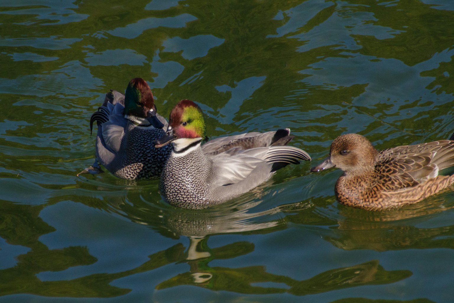Eine Gruppe von Enten, die im Wasser schwimmt, darunter eine männliche Mandarinente und eine weibliche