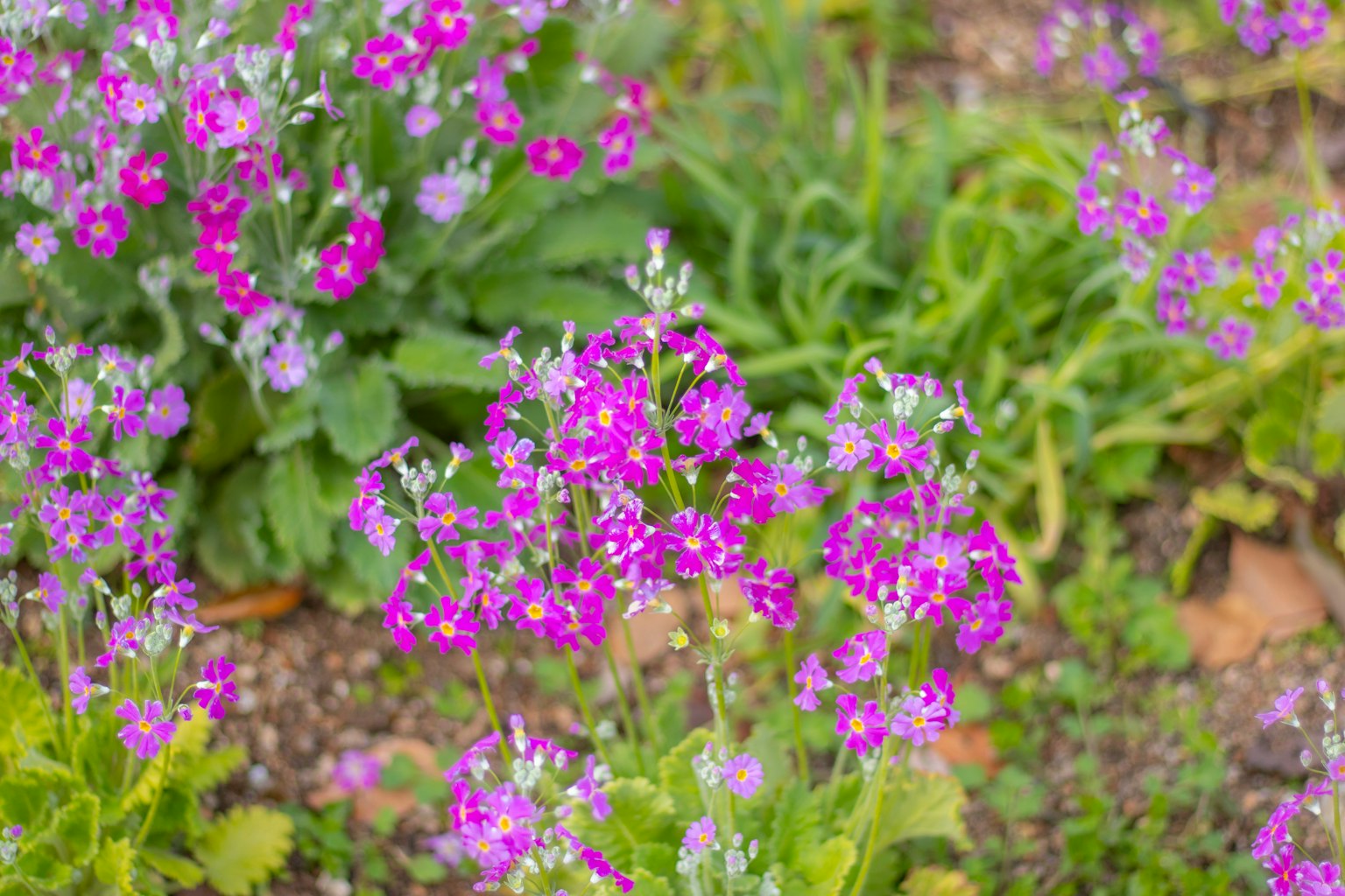 Fiori viola vivaci che fioriscono in un giardino