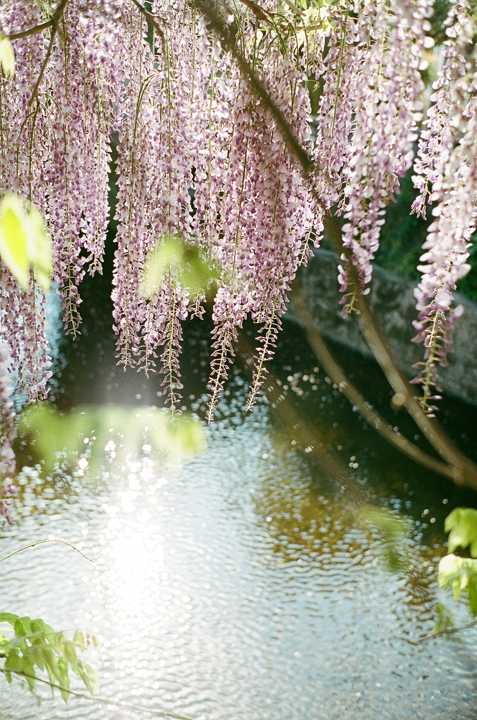 Beautiful scene of wisteria flowers and green leaves reflected on the water surface