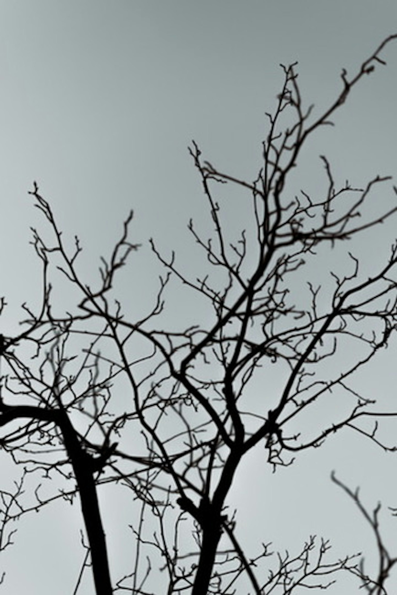 Silhouette de un árbol invernal con ramas delgadas que se extienden hacia el cielo