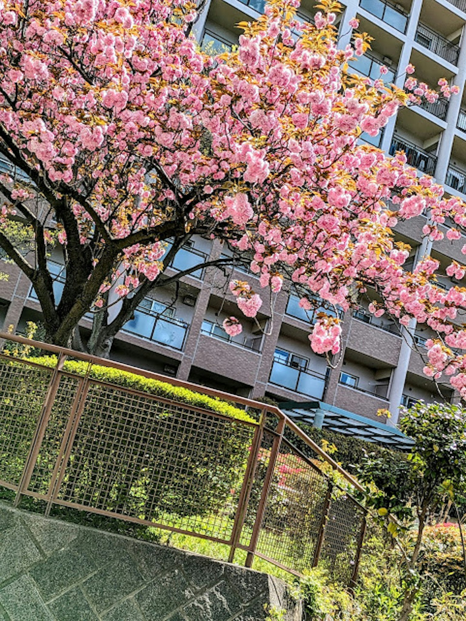 Schöne Landschaft mit Kirschbaum und Wohngebäude im Hintergrund