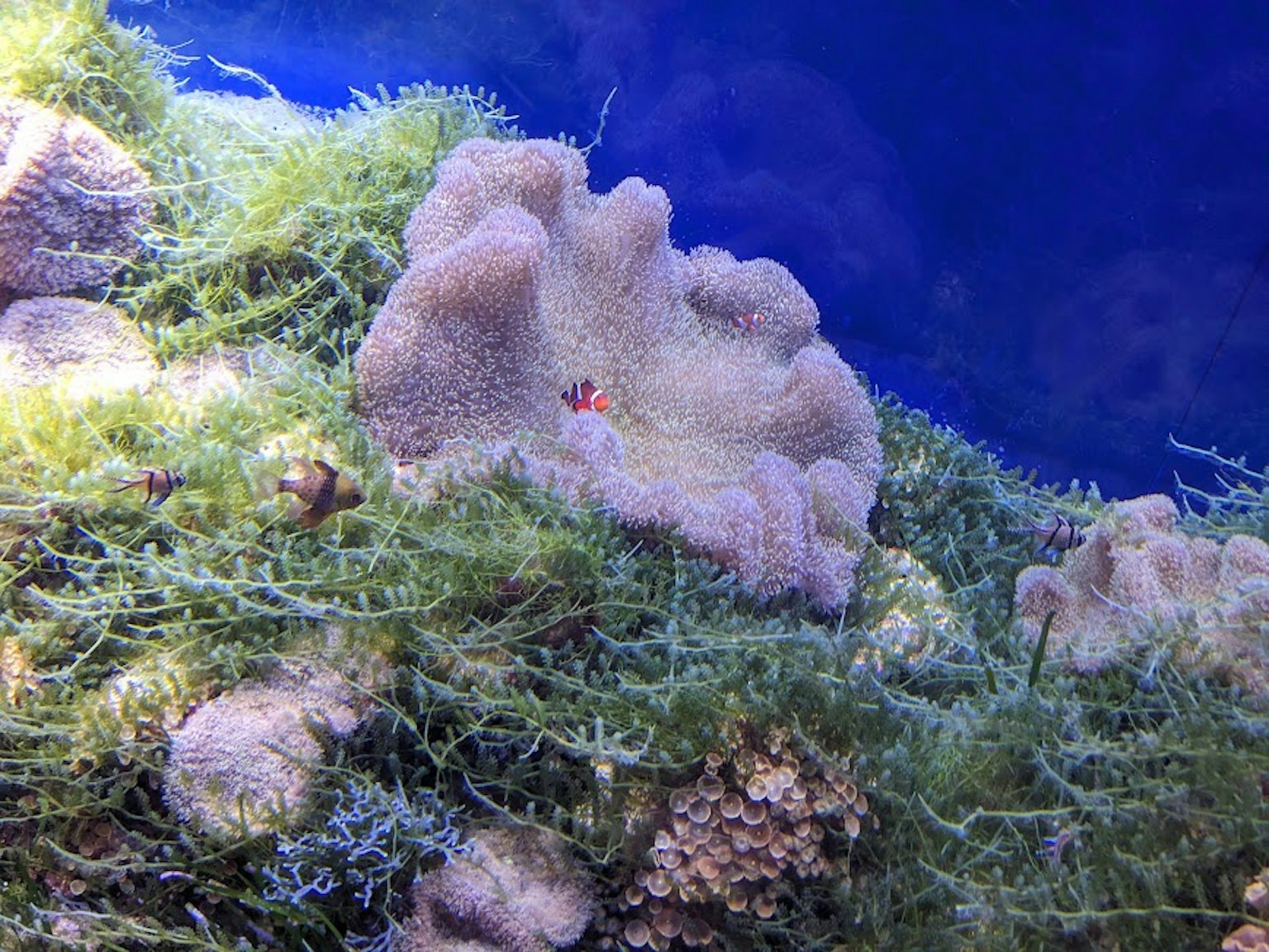 ปะการังและสาหร่ายสีเขียวในสภาพแวดล้อมมหาสมุทรสีน้ำเงิน