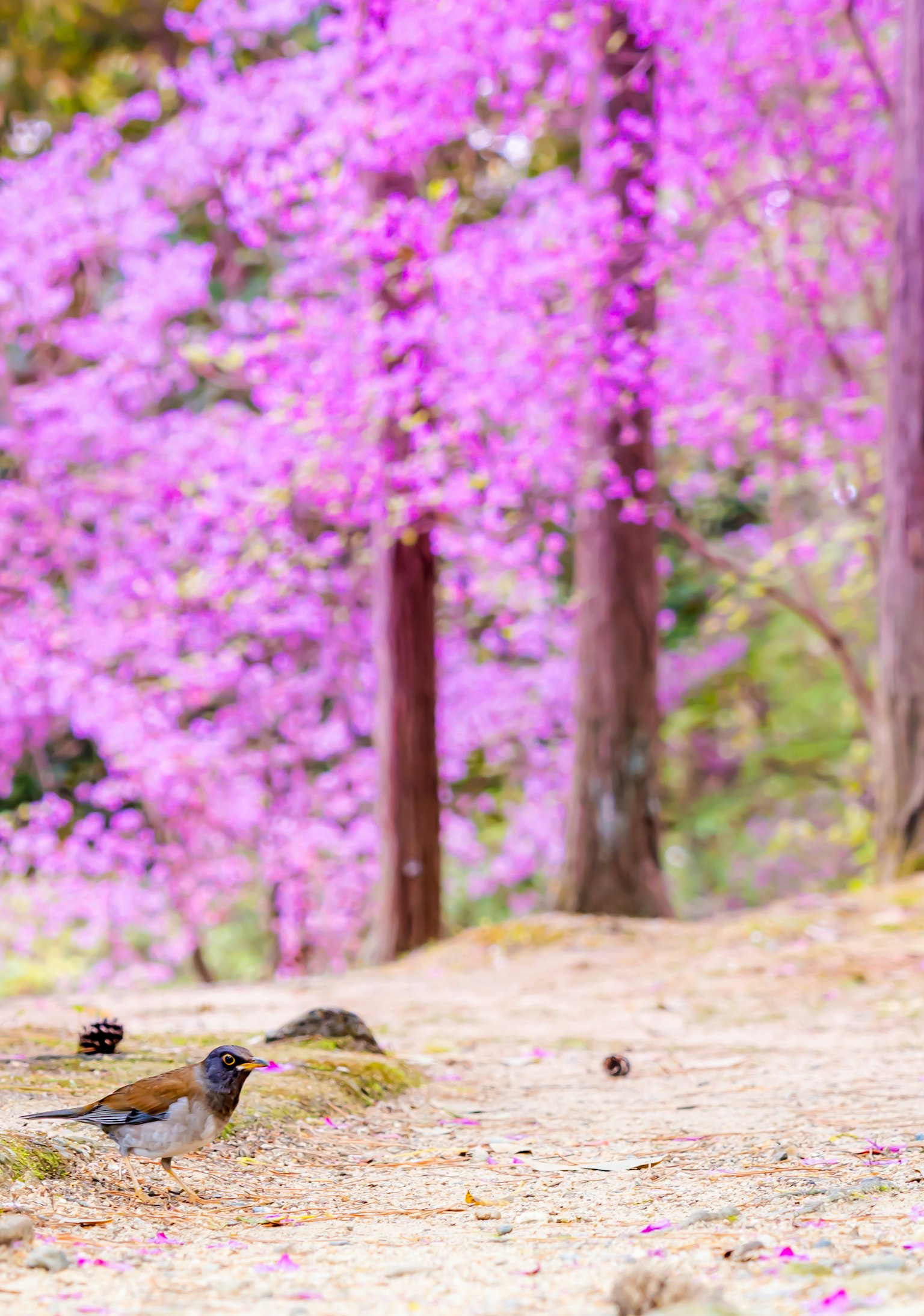 Bird on the ground with pink cherry blossom trees in the background