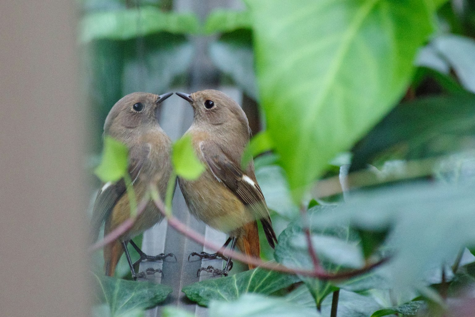 兩隻鳥在綠葉間相對而立