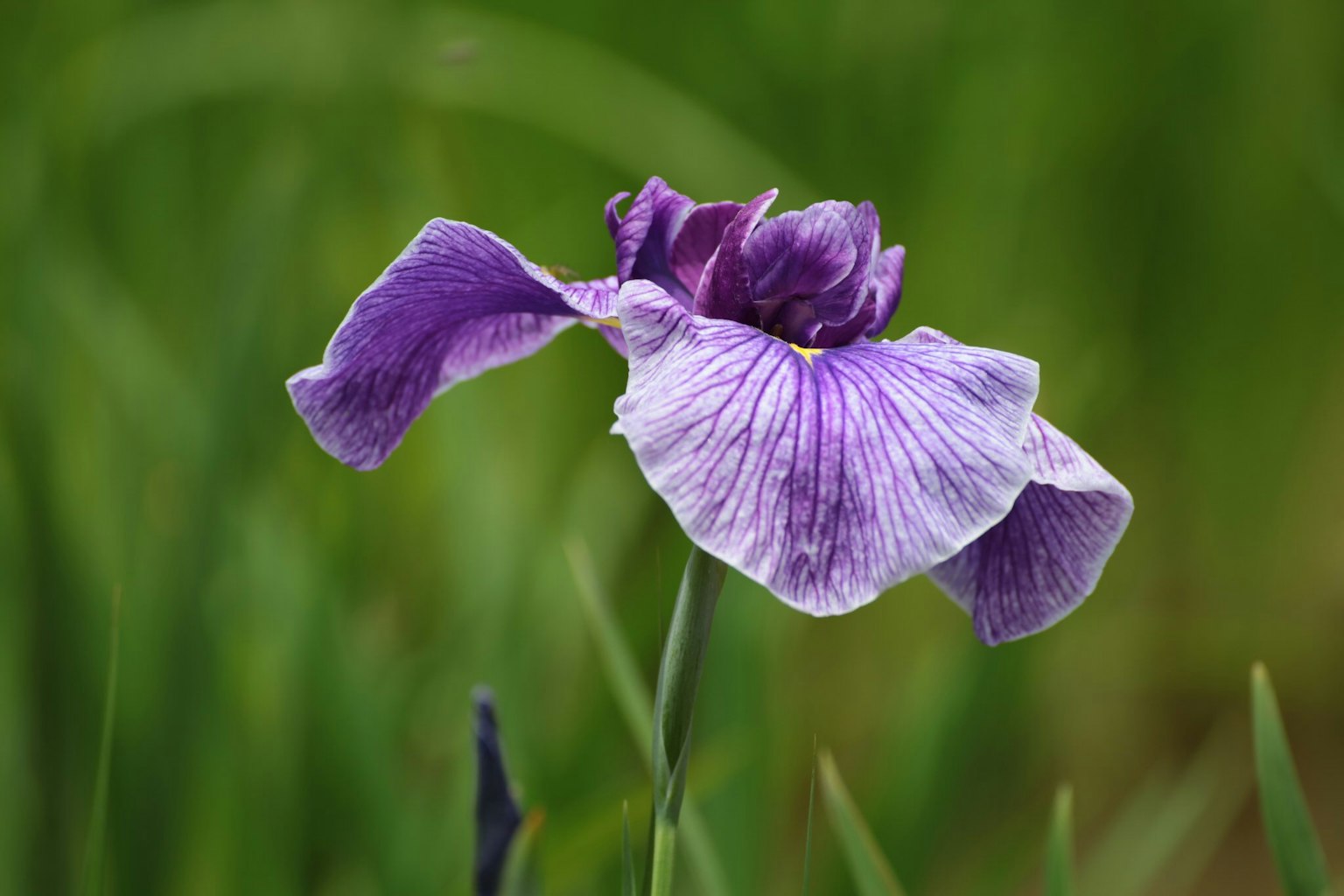 Eine lila Blume, die vor einem grünen Hintergrund blüht