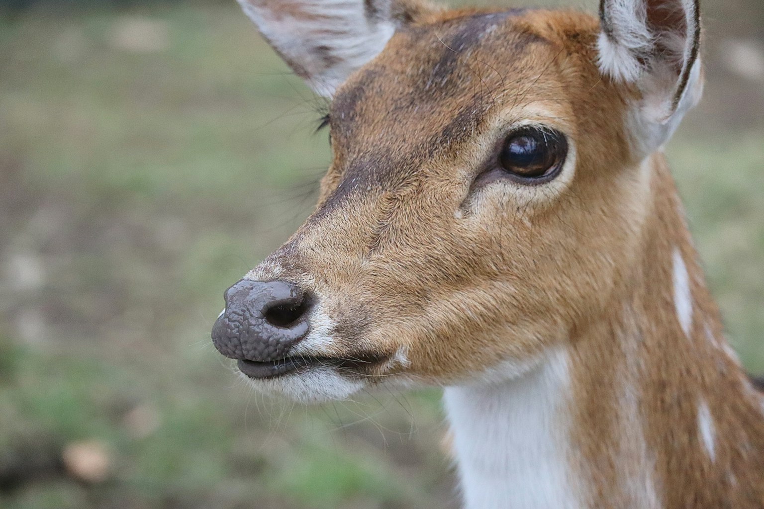 Close-up of a small deer with distinct features