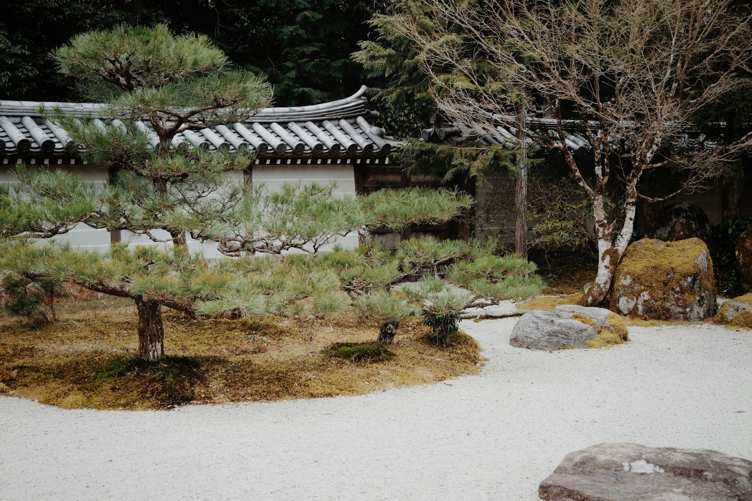 A serene garden featuring pine trees and stone arrangements