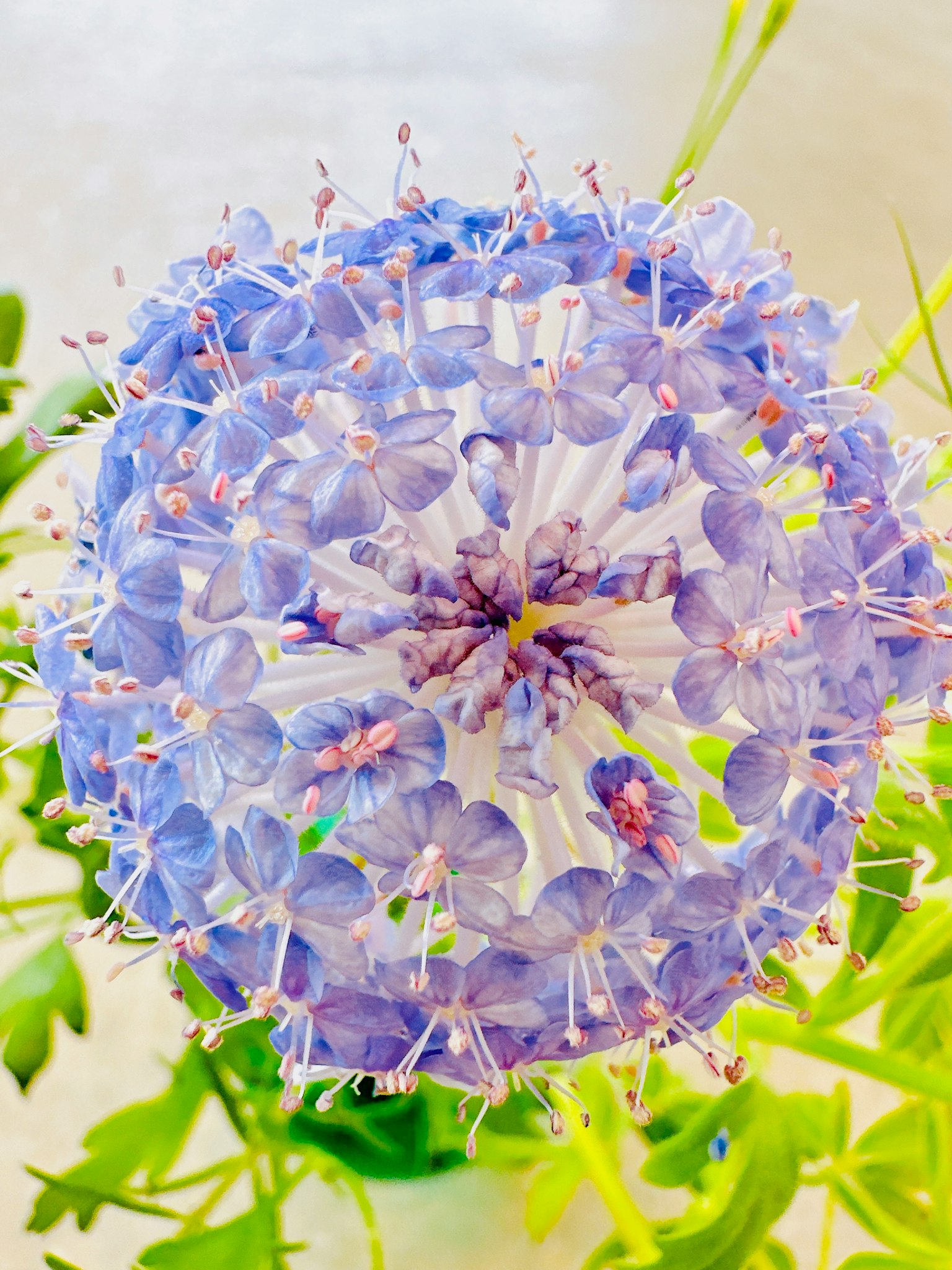 Nahaufnahme einer blau-lila Blume mit einem weißen Zentrum
