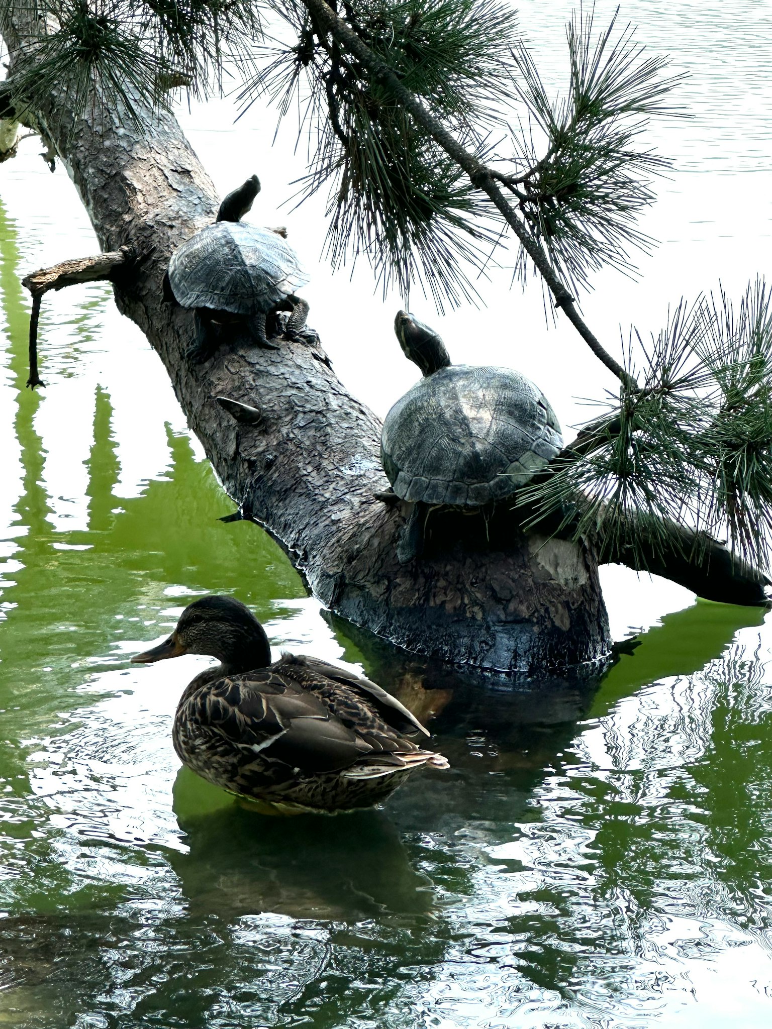 Tartarughe e un'anatra che si riposano su un tronco vicino all'acqua