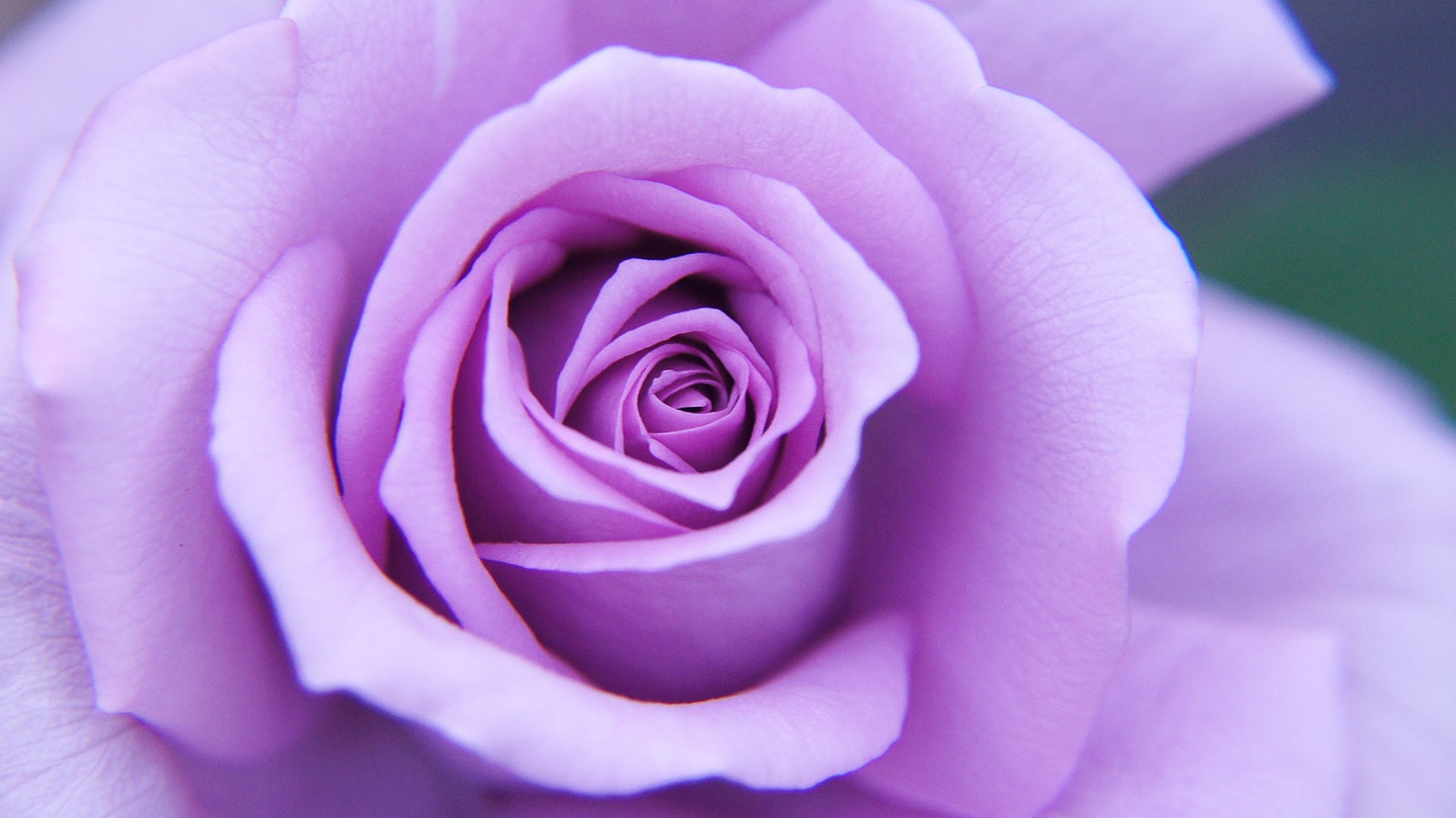 Acercamiento a una hermosa rosa lavanda