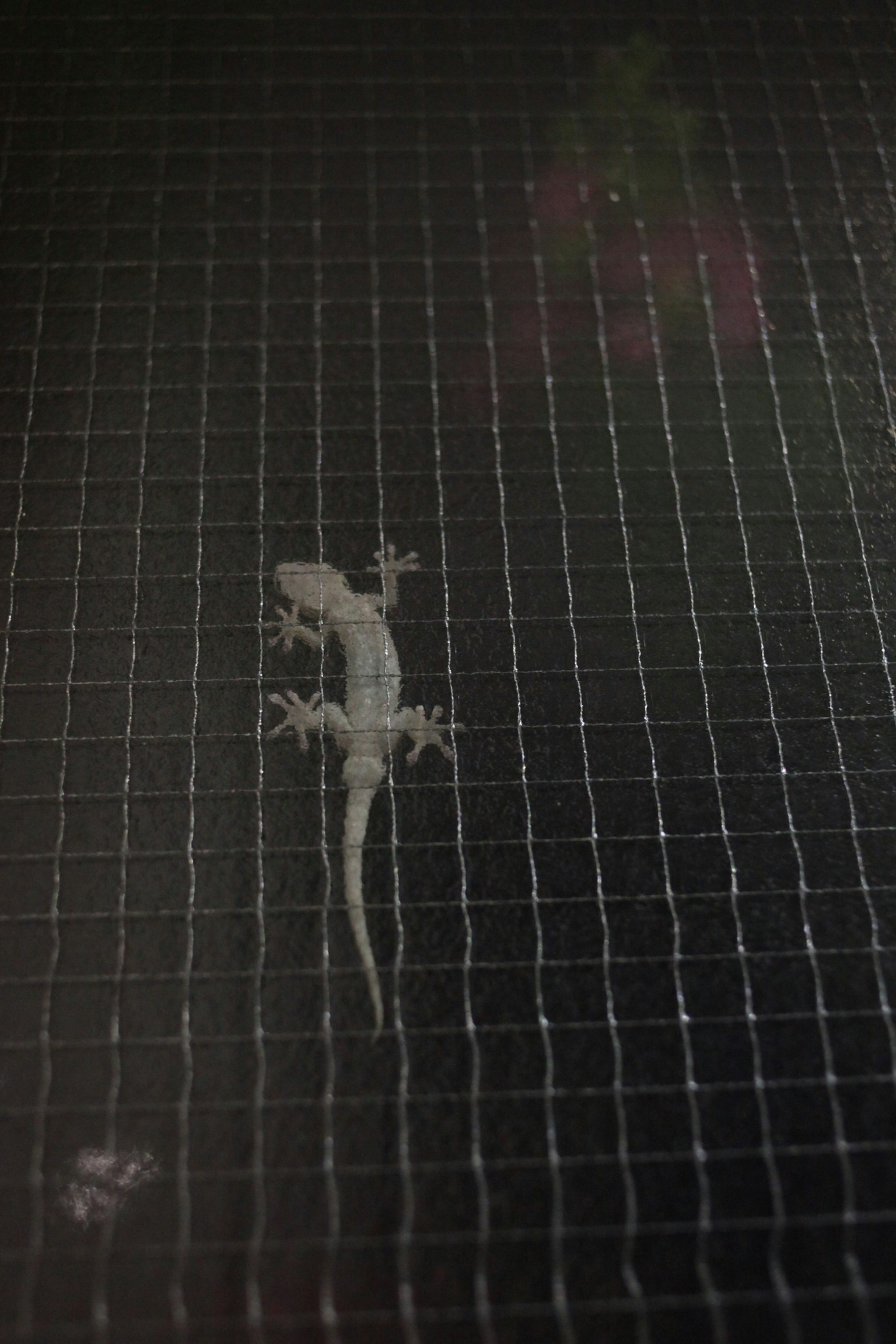 Close-up kadal putih di permukaan jala