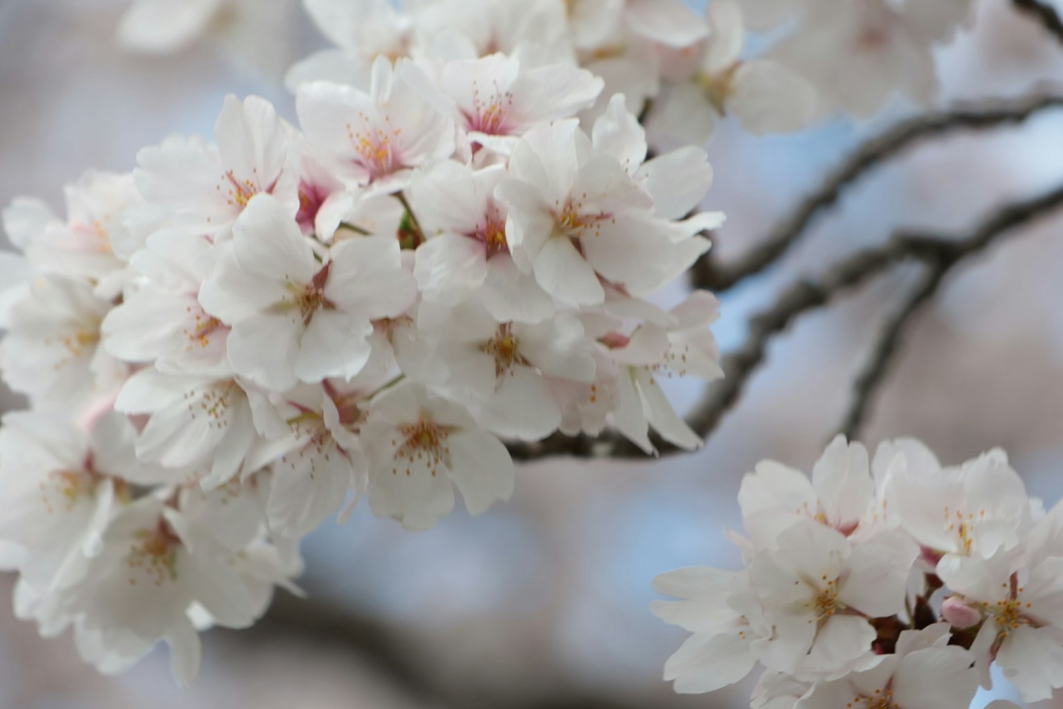 Close-up bunga sakura di cabang kelopak putih dengan pusat merah muda