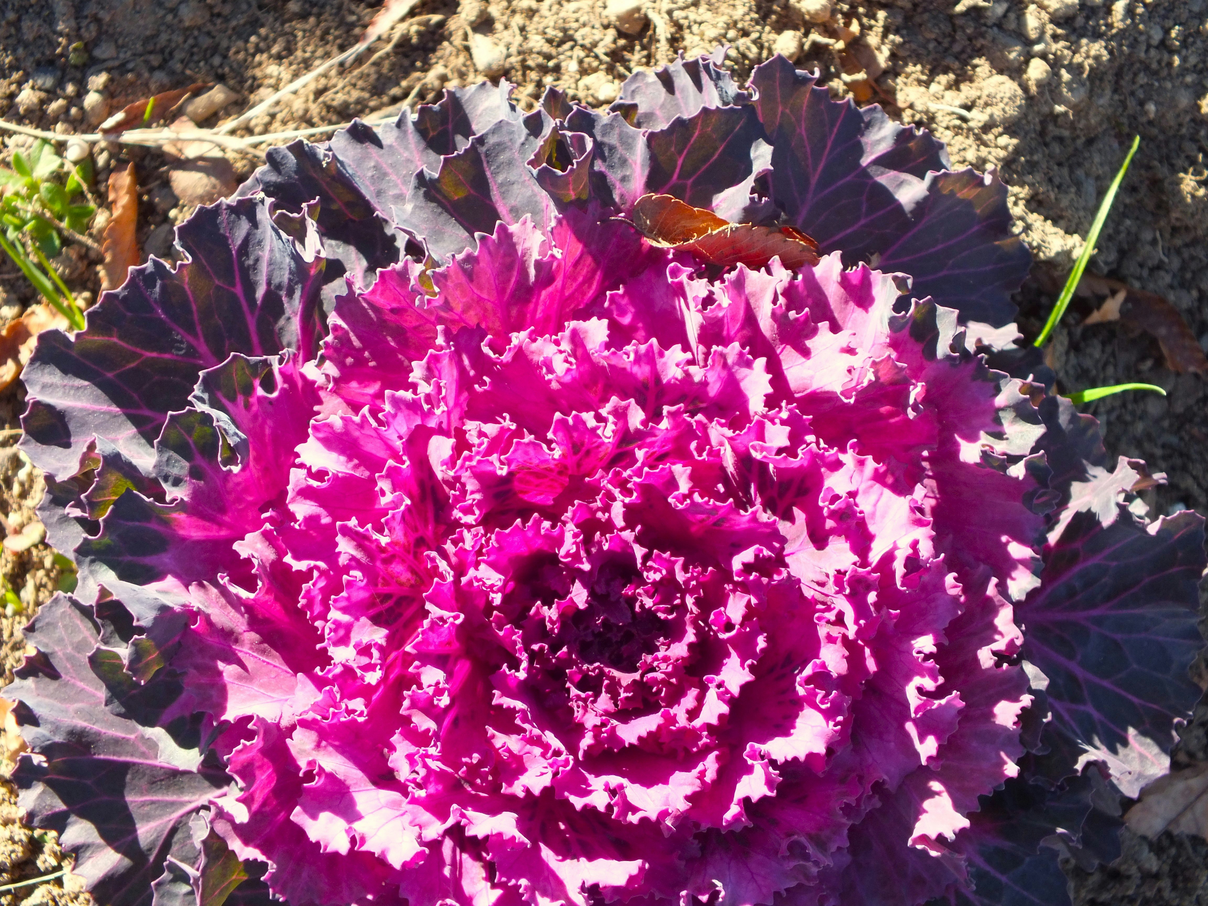 Fiori dai petali arricciati viola e rosa su terreno