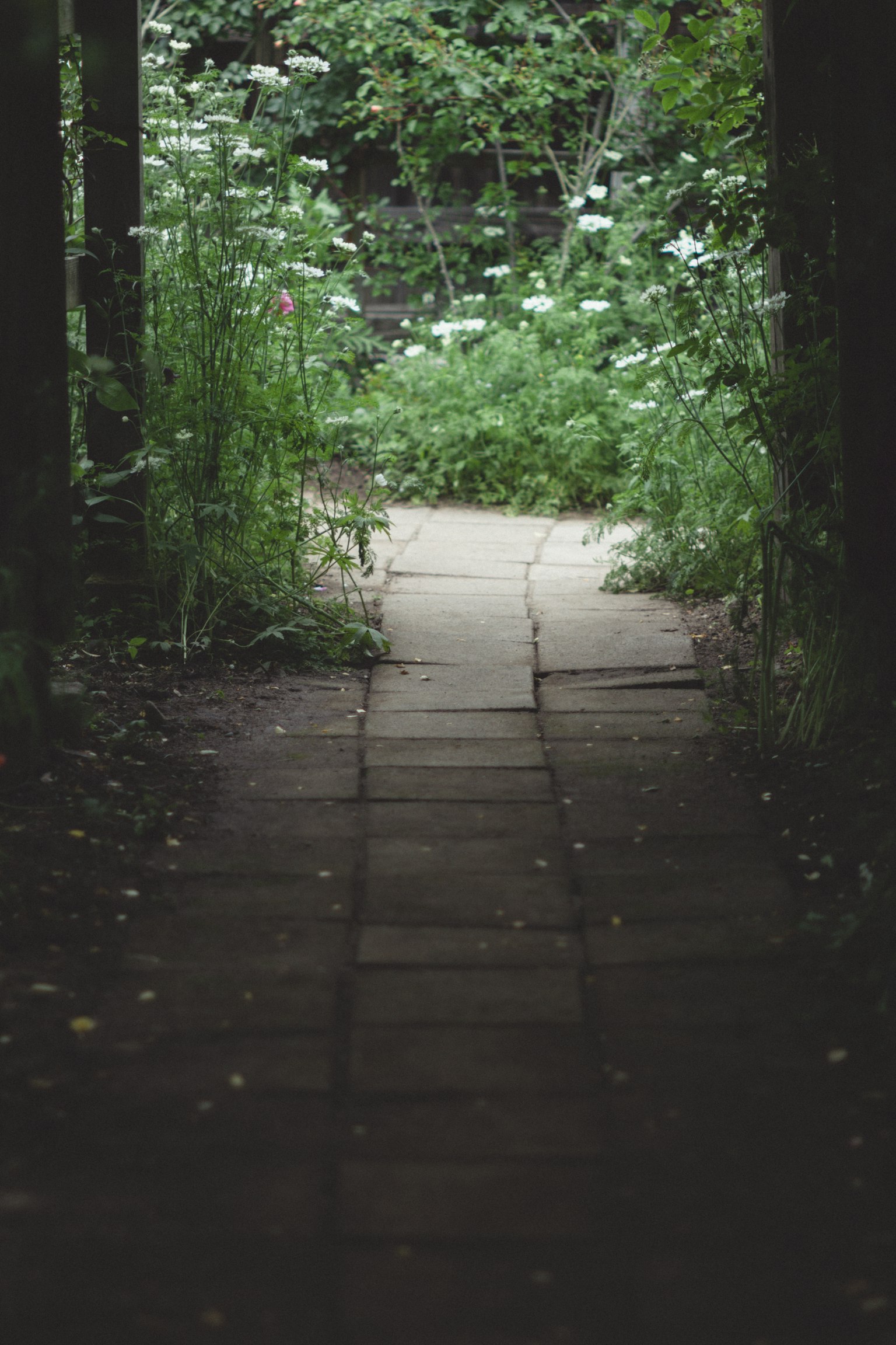 Un chemin entouré de verdure luxuriante et de fleurs sauvages