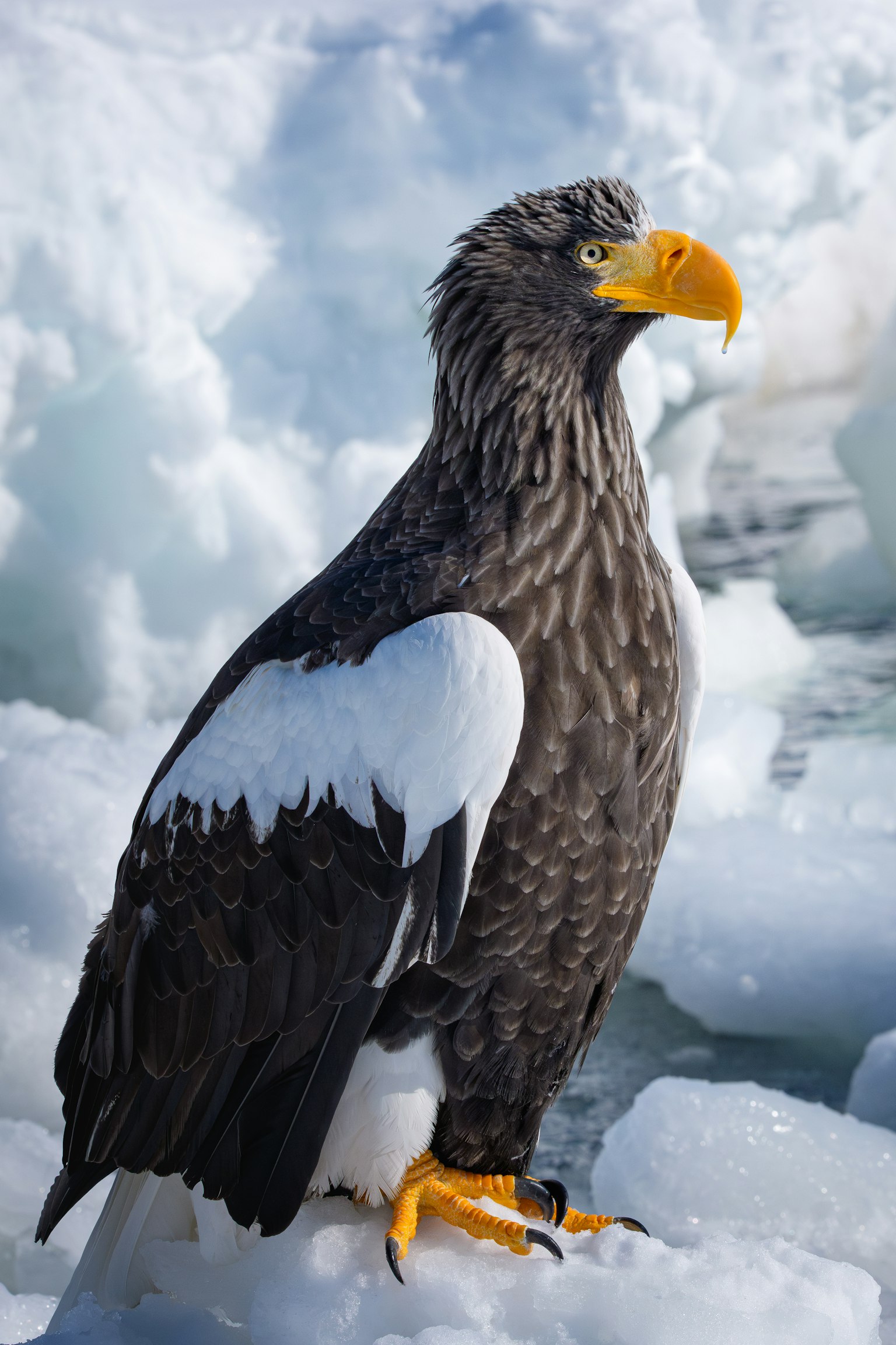 Aquila di mare di Steller in piedi sul ghiaccio con il suo becco giallo brillante e piume nere