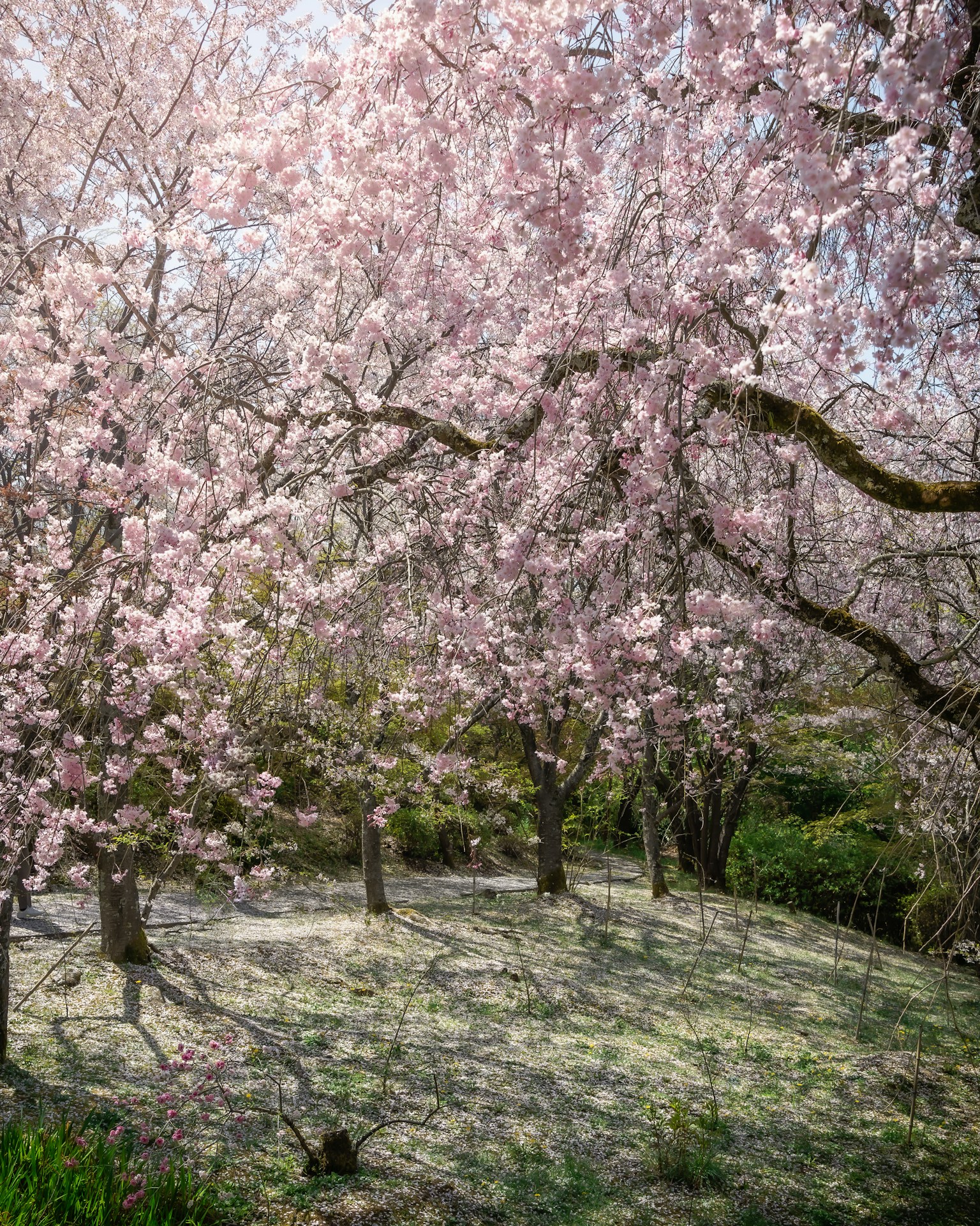 Pemandangan taman tenang dengan pohon sakura yang mekar
