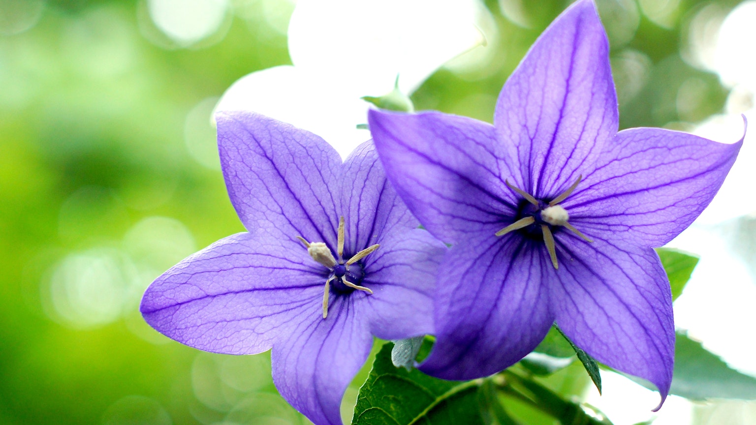 Deux fleurs violettes vibrantes avec un arrière-plan vert flou