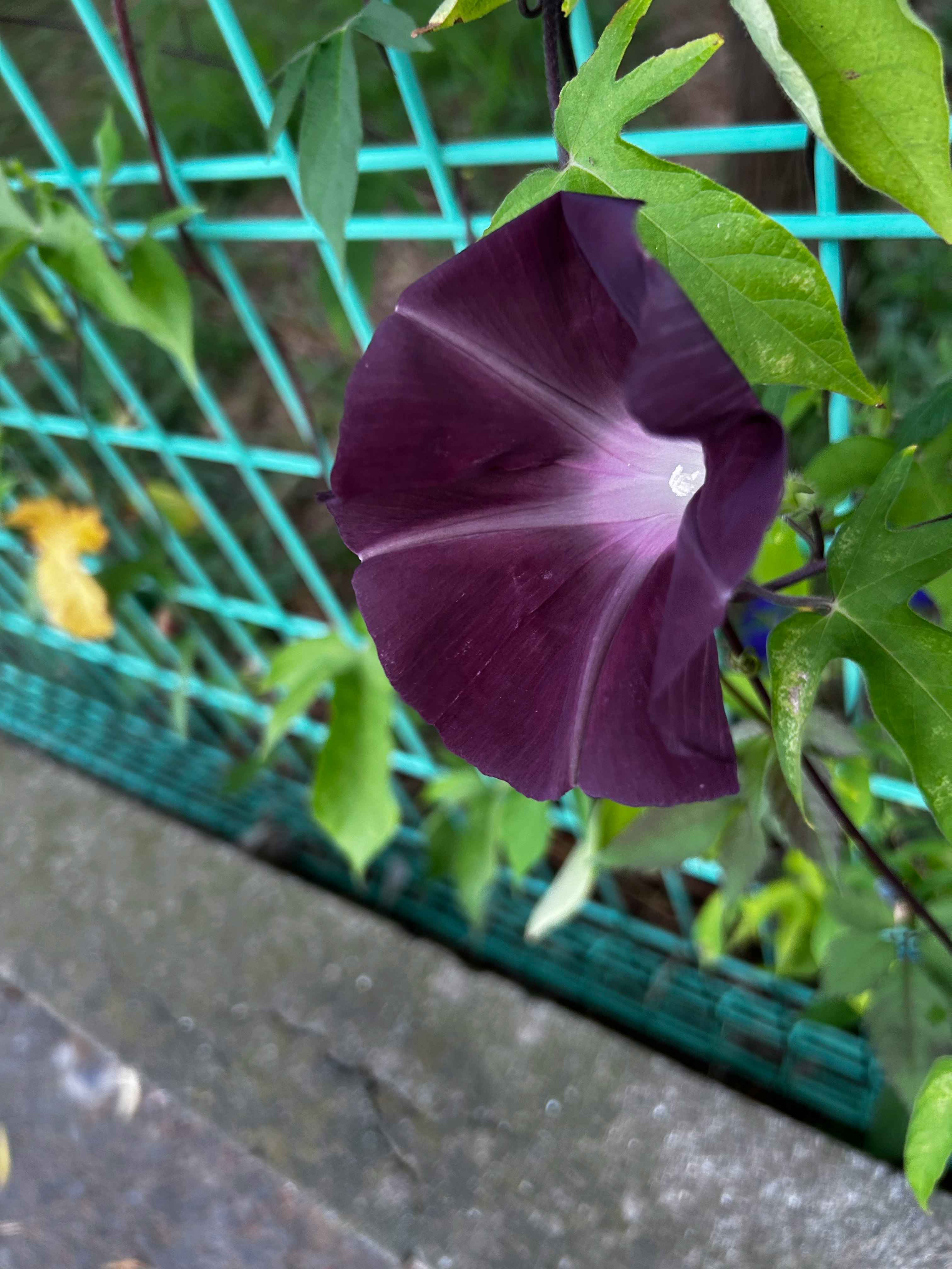 青い格子のフェンスに絡む紫の朝顔の花