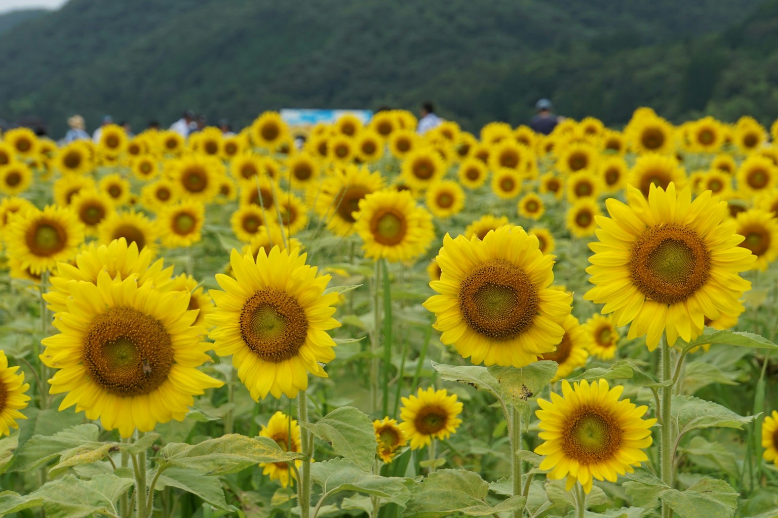 Weites Sonnenblumenfeld mit leuchtend gelben Blumen und grünen Blättern