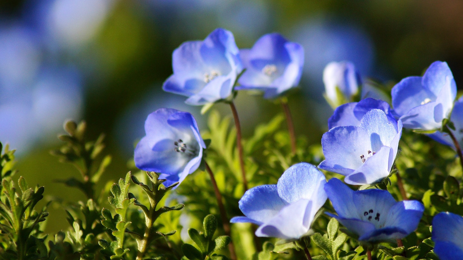 Blue flowers blooming among green leaves
