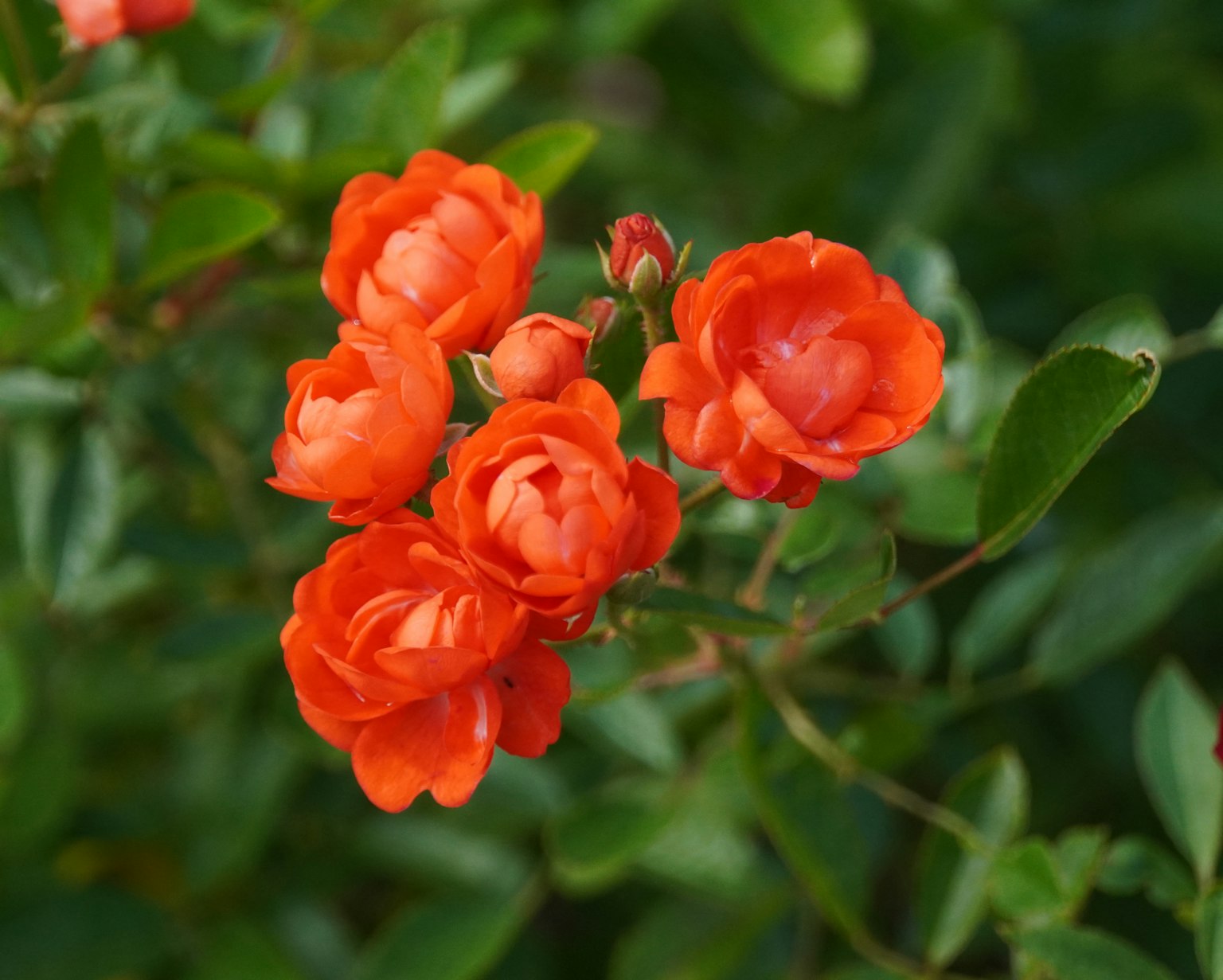 กลุ่มกุหลาบสีส้มสดใสกับพื้นหลังใบไม้สีเขียว