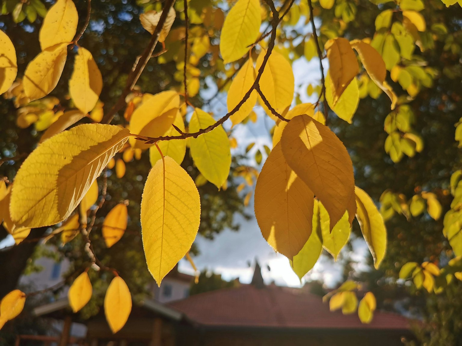 Kedekatan daun musim gugur dengan nuansa kuning cerah