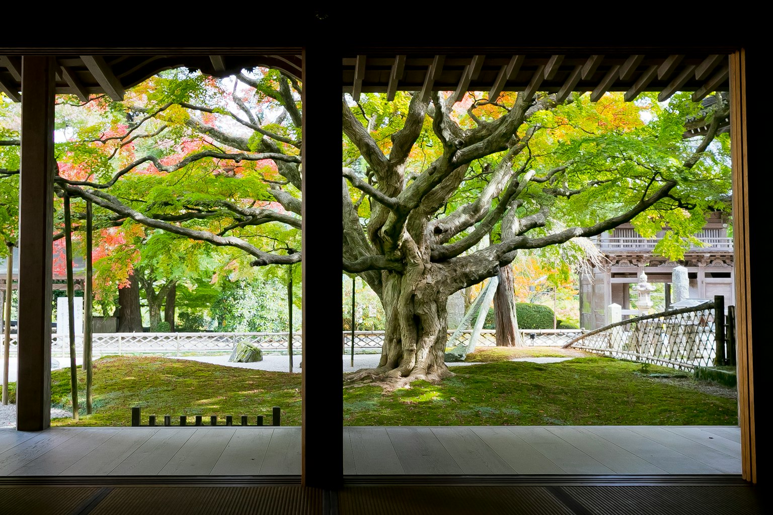 Grande albero con foglie verdi vibranti visto attraverso un'architettura tradizionale