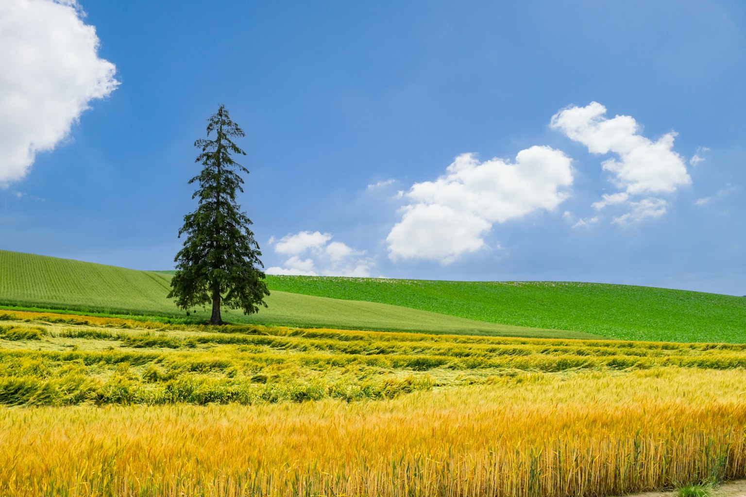 Campi di grano dorato con un albero sotto un cielo blu e nuvole bianche