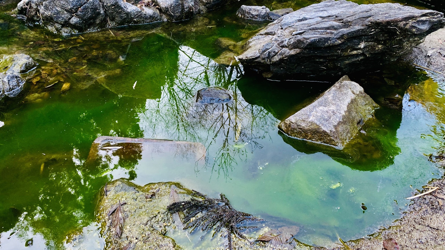 Escena natural con charco verde y reflejos de rocas