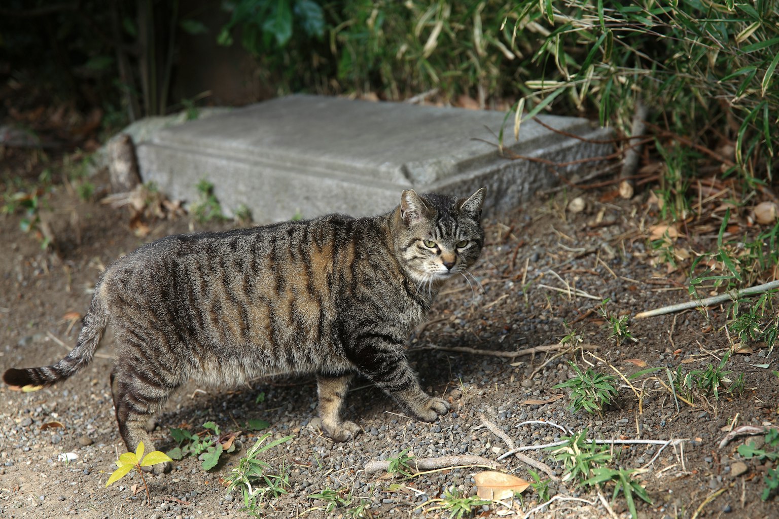 Kucing bergaris berjalan di antara rumput
