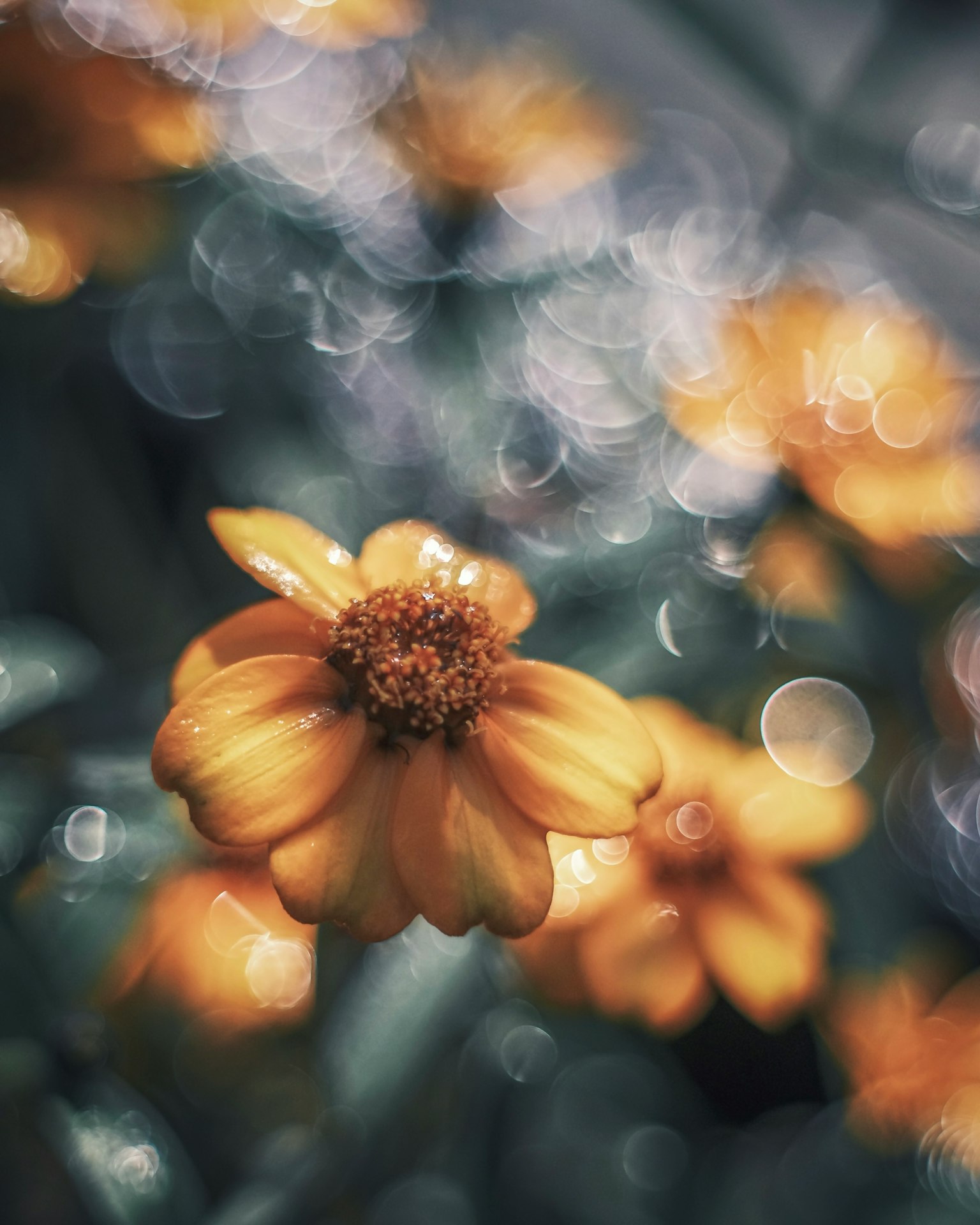 Flor amarilla vibrante con un fondo borroso de verde y luces bokeh